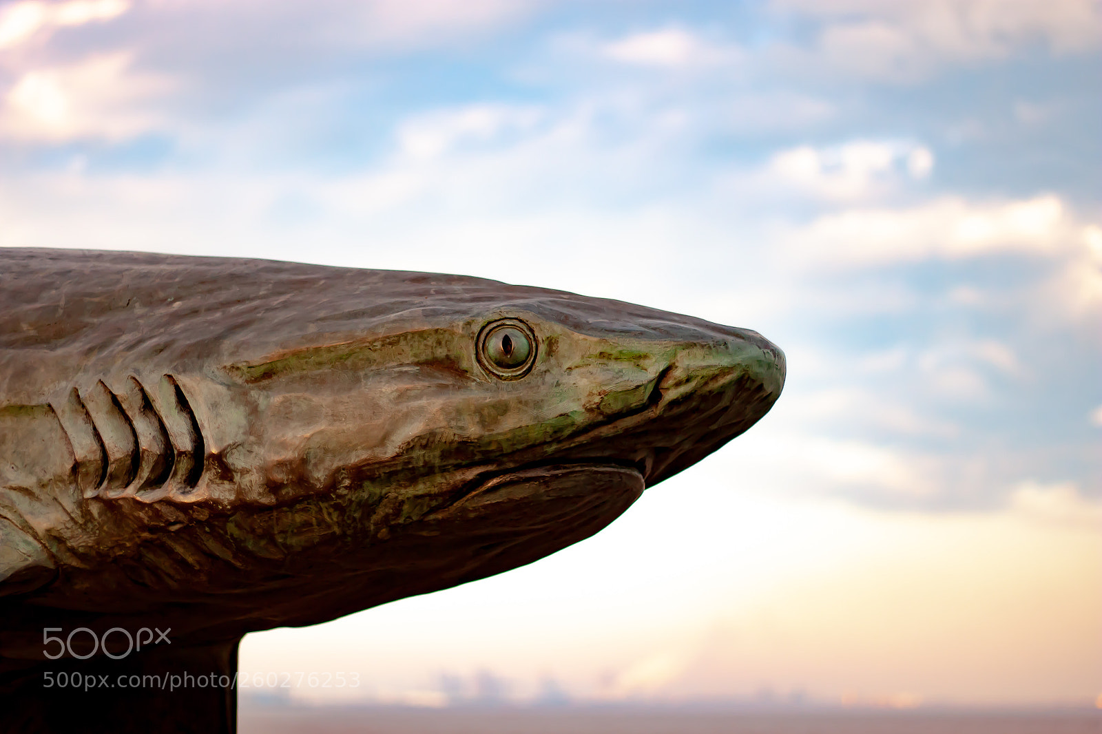 Canon EOS 500D (EOS Rebel T1i / EOS Kiss X3) sample photo. His royal sharkness photography
