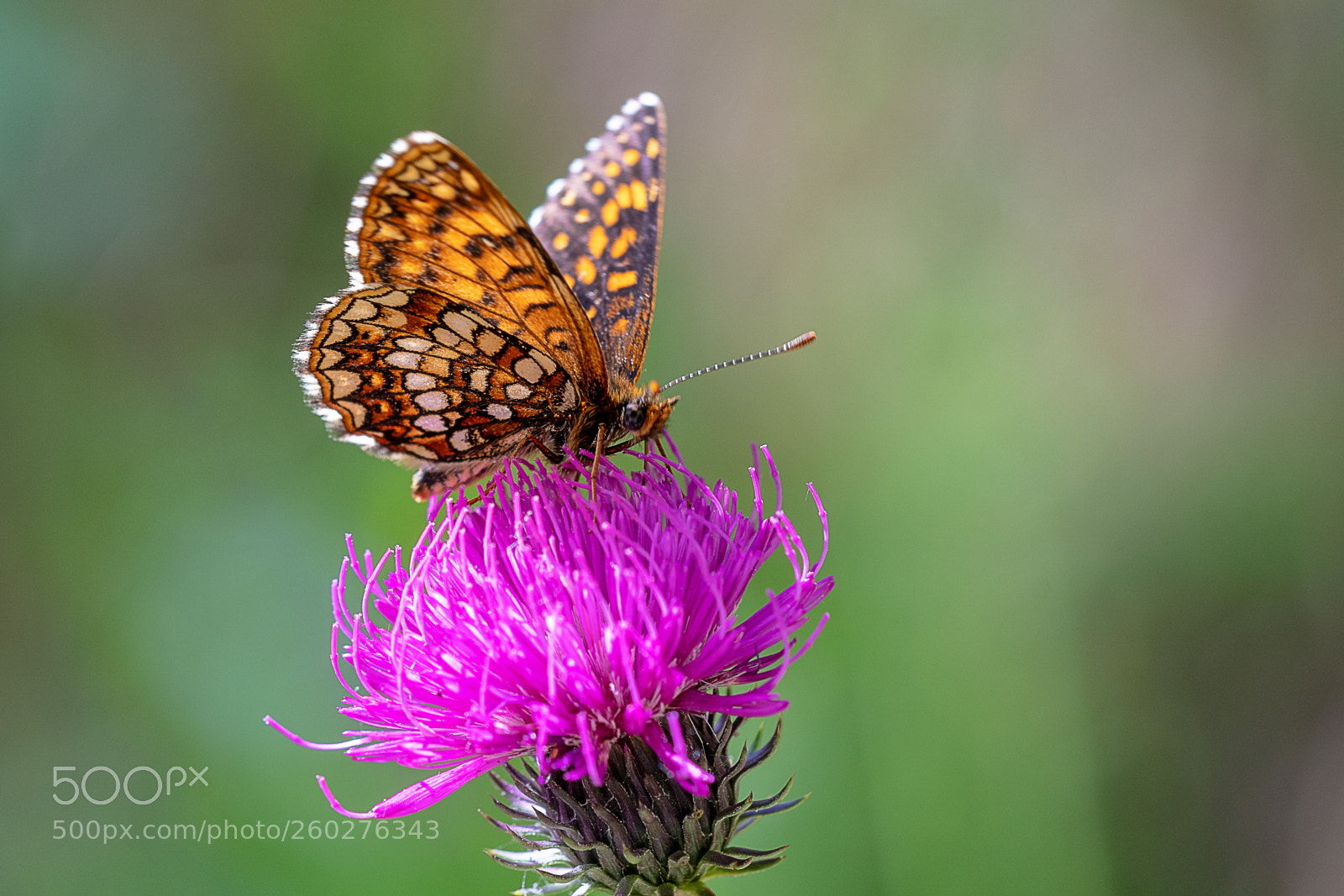 Nikon D500 sample photo. Scheckenfalter/ fritillary photography