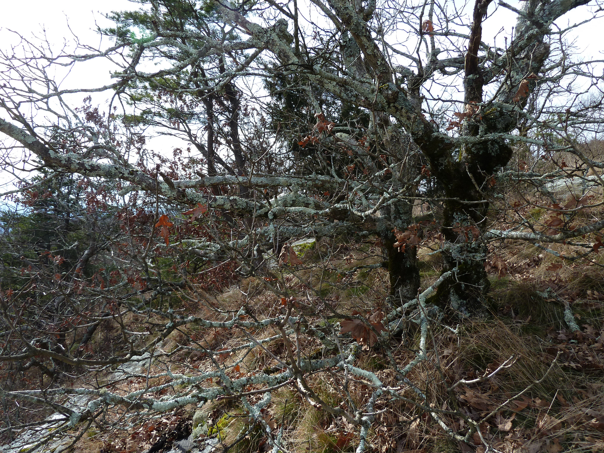 Panasonic Lumix DMC-ZS5 (Lumix DMC-TZ8) sample photo. Ancient oaks in the winter photography