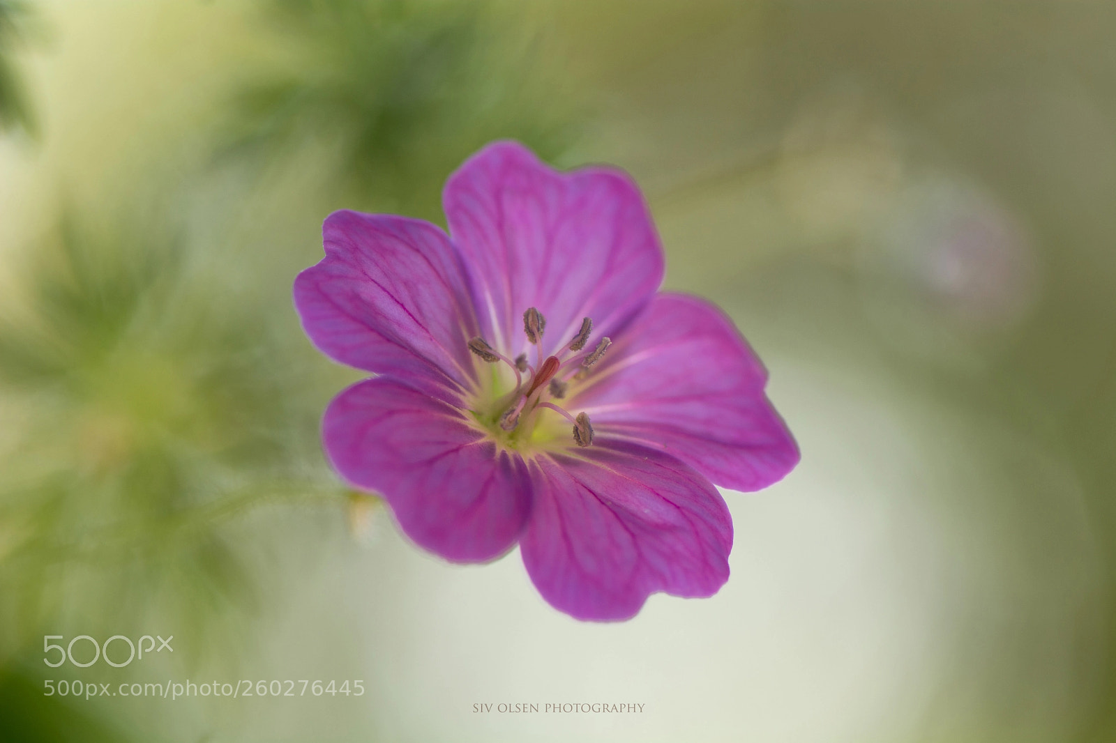 Nikon D7100 sample photo. ~ geranium ~ photography