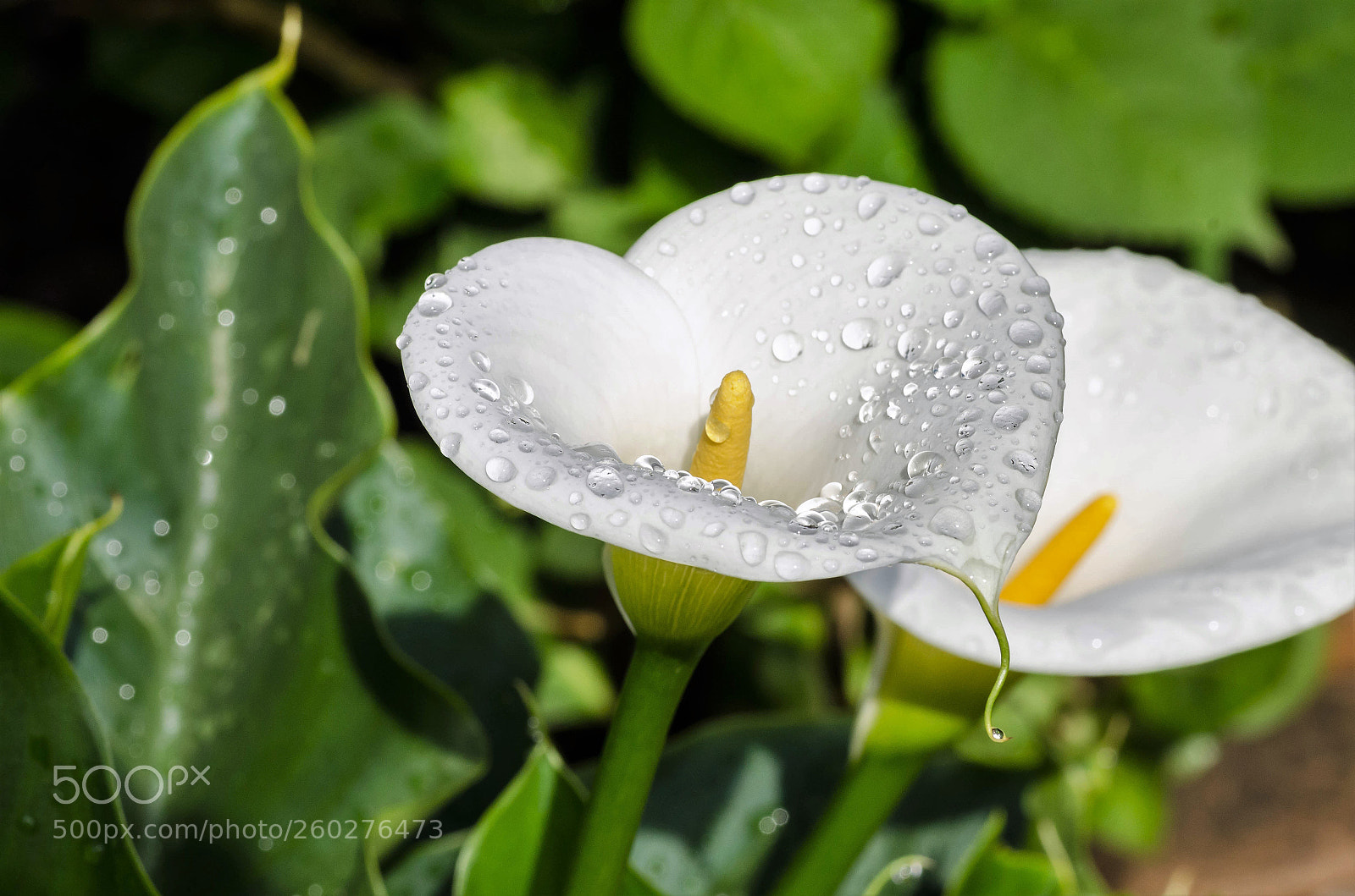 Nikon D7000 sample photo. Arum apr s la photography