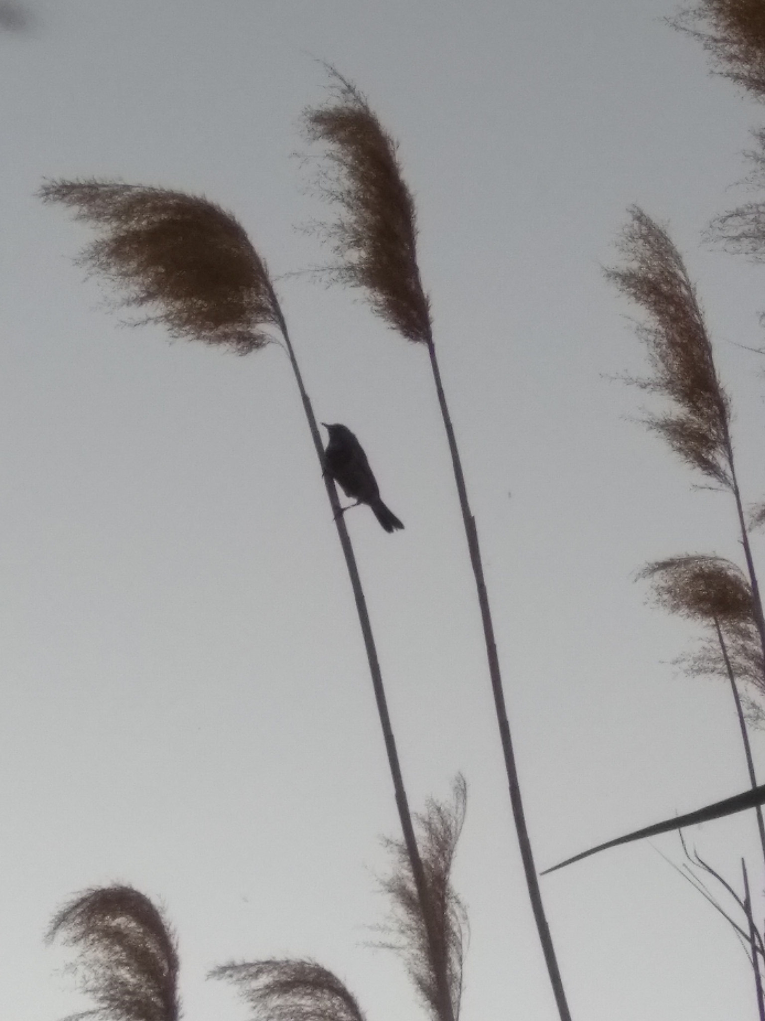 Xiaomi MI MAX sample photo