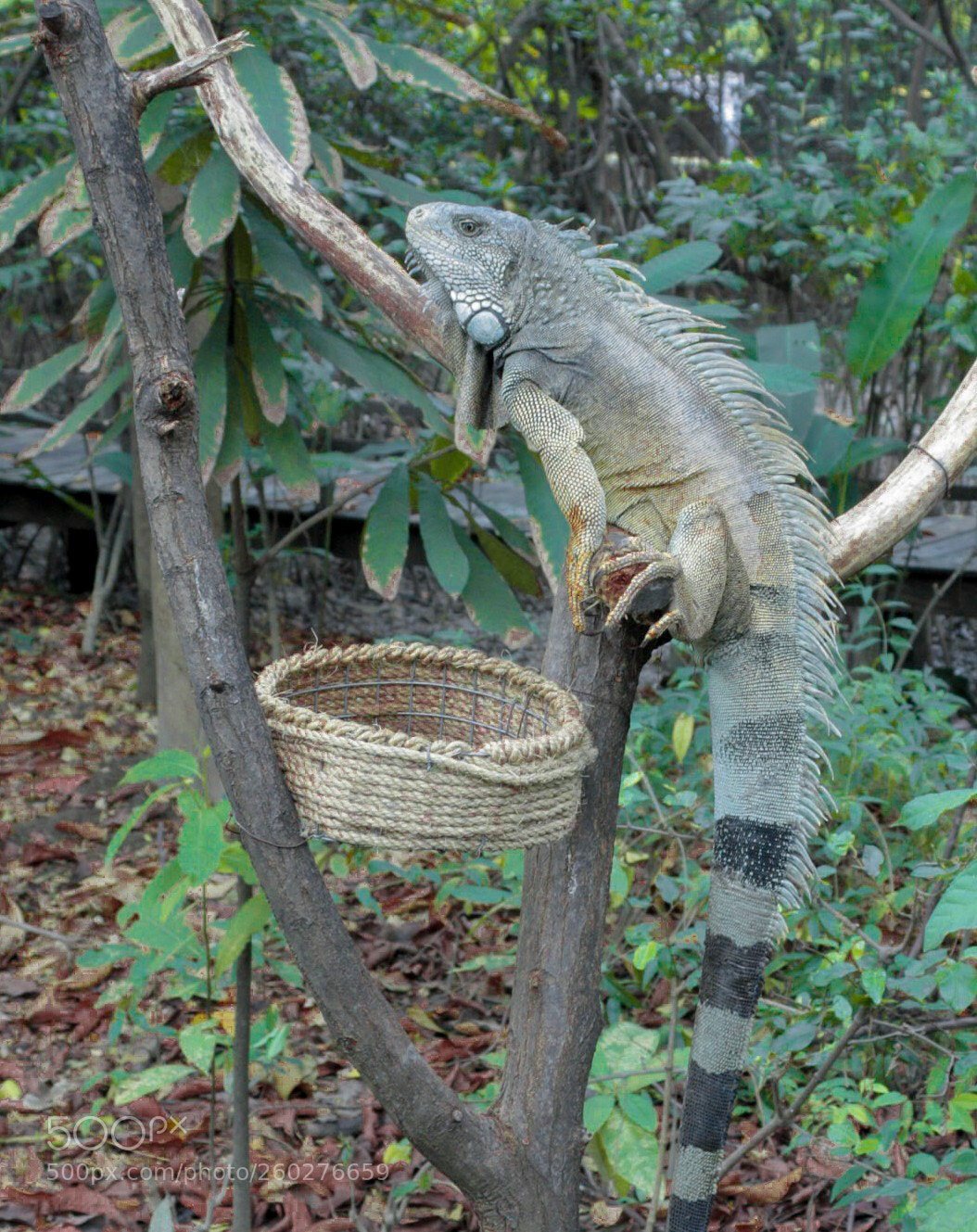 Canon EOS 450D (EOS Rebel XSi / EOS Kiss X2) sample photo. Iguana photography