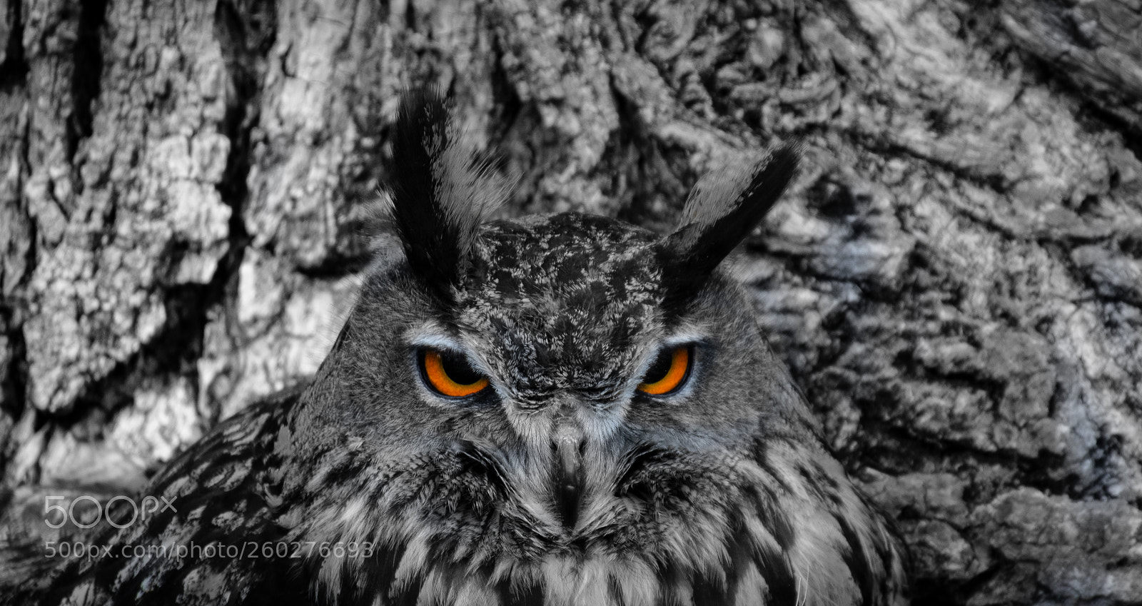 Nikon D5600 sample photo. Camouflage photography