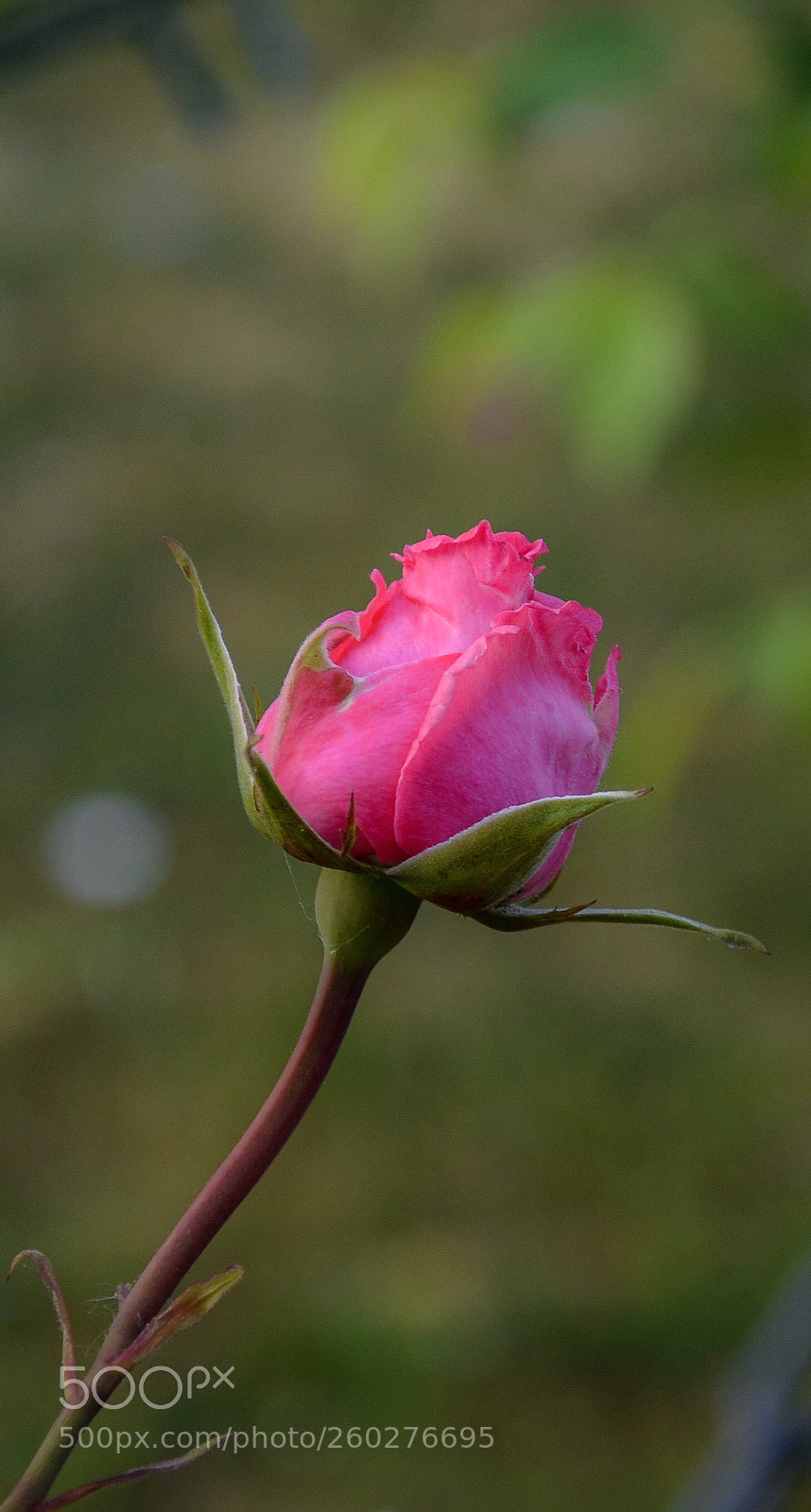 Nikon D7000 sample photo. Rosebud photography