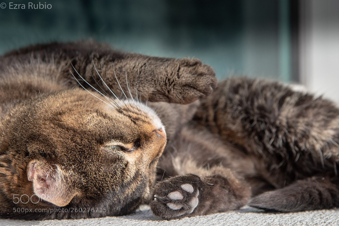 Nikon D750 sample photo. Lazy photography