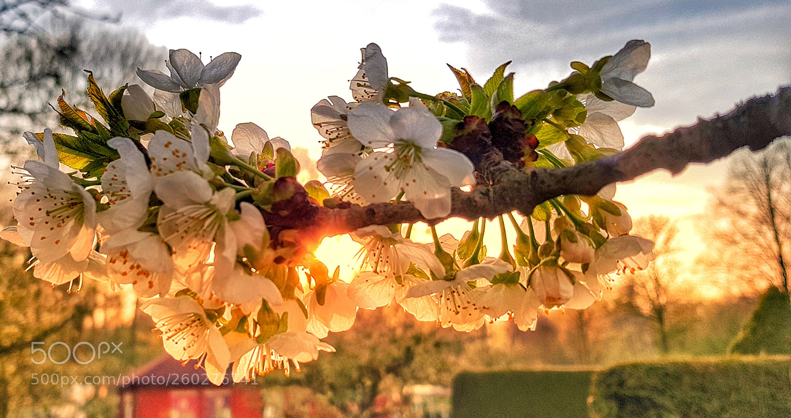 Samsung Galaxy S8 sample photo. Light through the flower photography