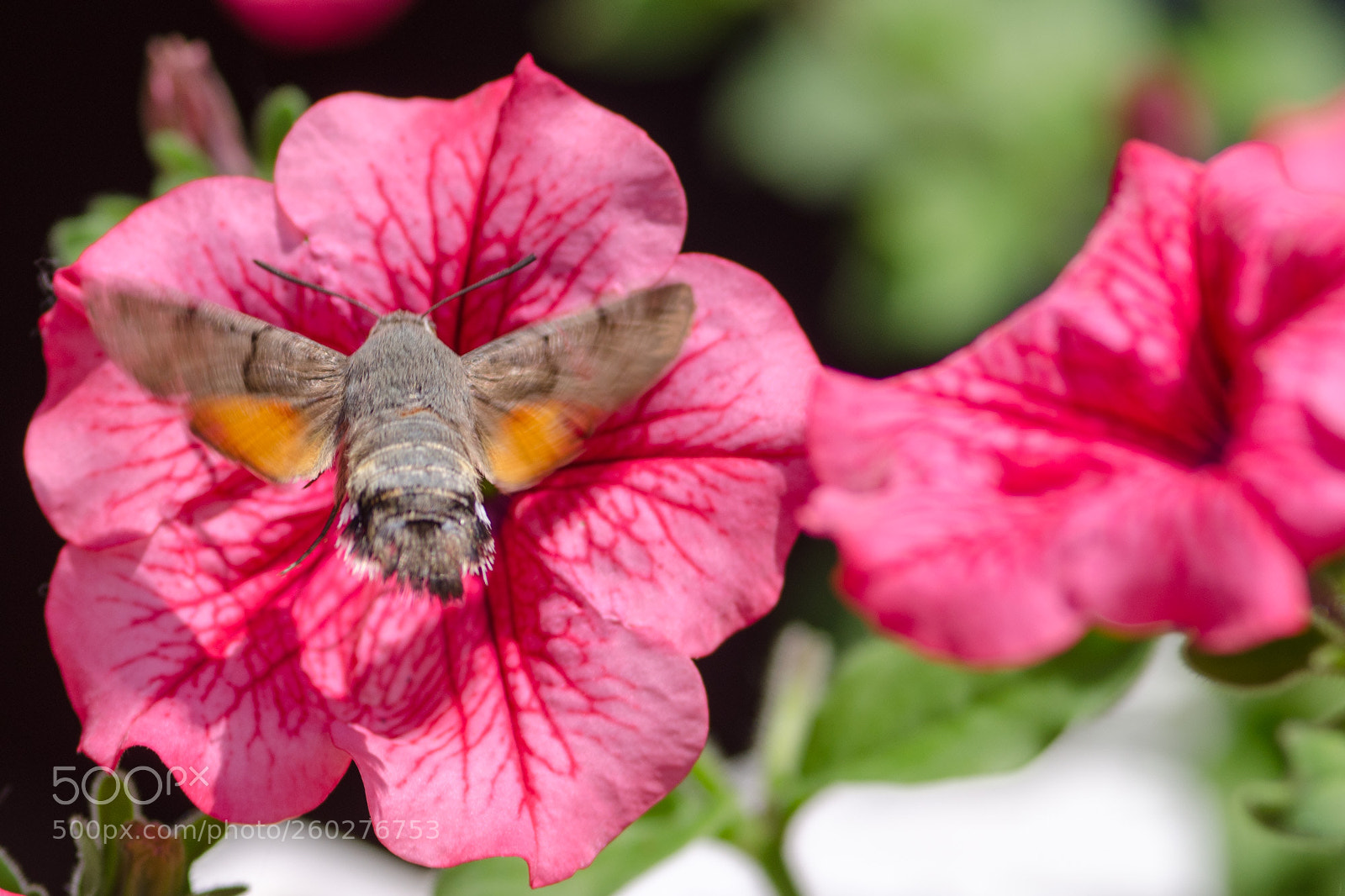 Nikon D7000 sample photo. This one is mine! photography