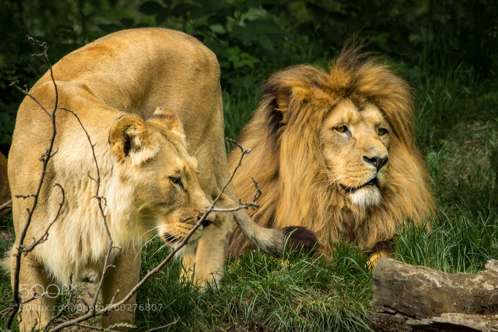Canon EOS 600D (Rebel EOS T3i / EOS Kiss X5) sample photo. Lions photography