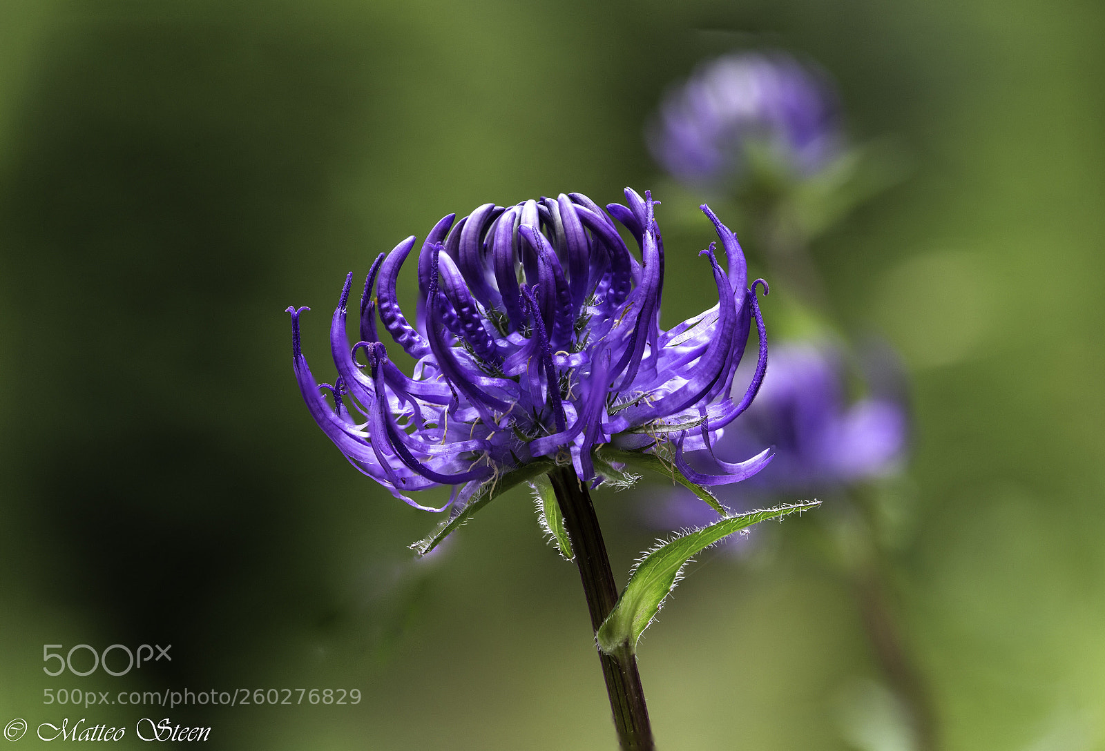 Canon EOS 6D sample photo. Phyteuma nigra photography