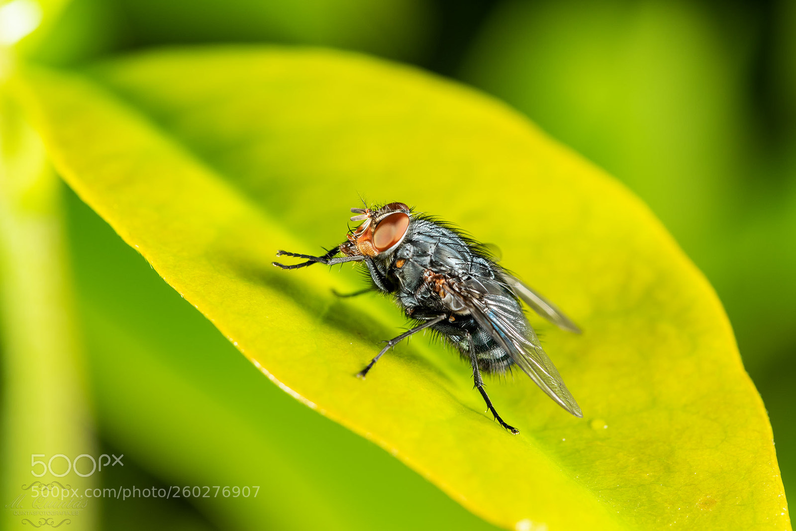 Nikon D810 sample photo. Mosca photography
