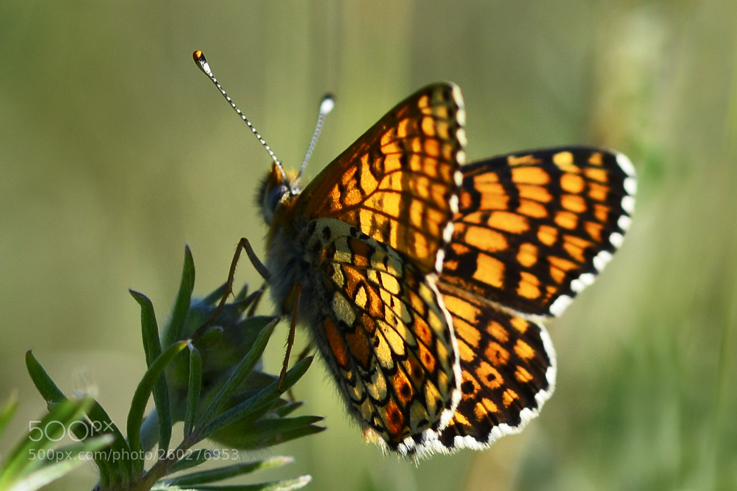 Nikon D800 sample photo. Fritillary photography