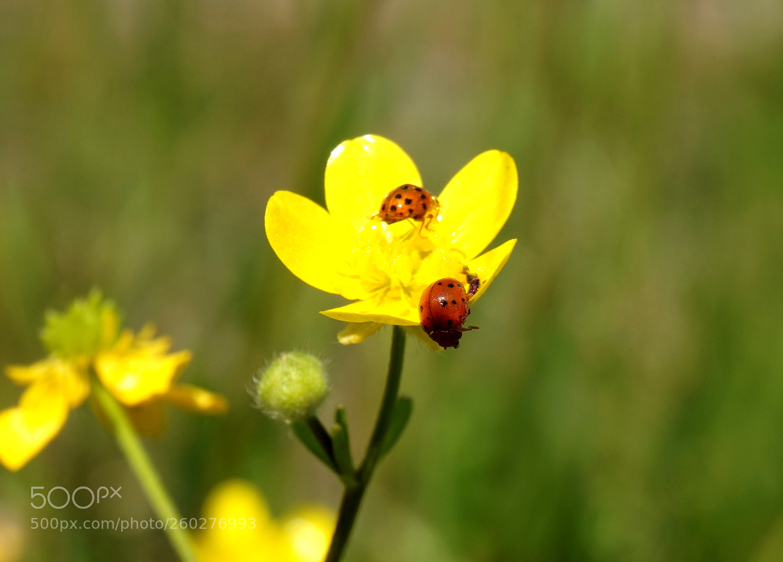 Sony Alpha a5000 (ILCE 5000) sample photo. Wildflower photography