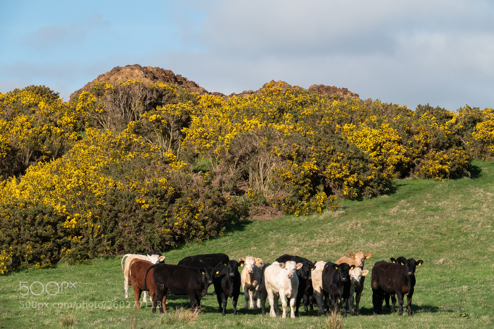 Sony Cyber-shot DSC-RX10 IV sample photo. Tamarisk scalewort and cattle photography