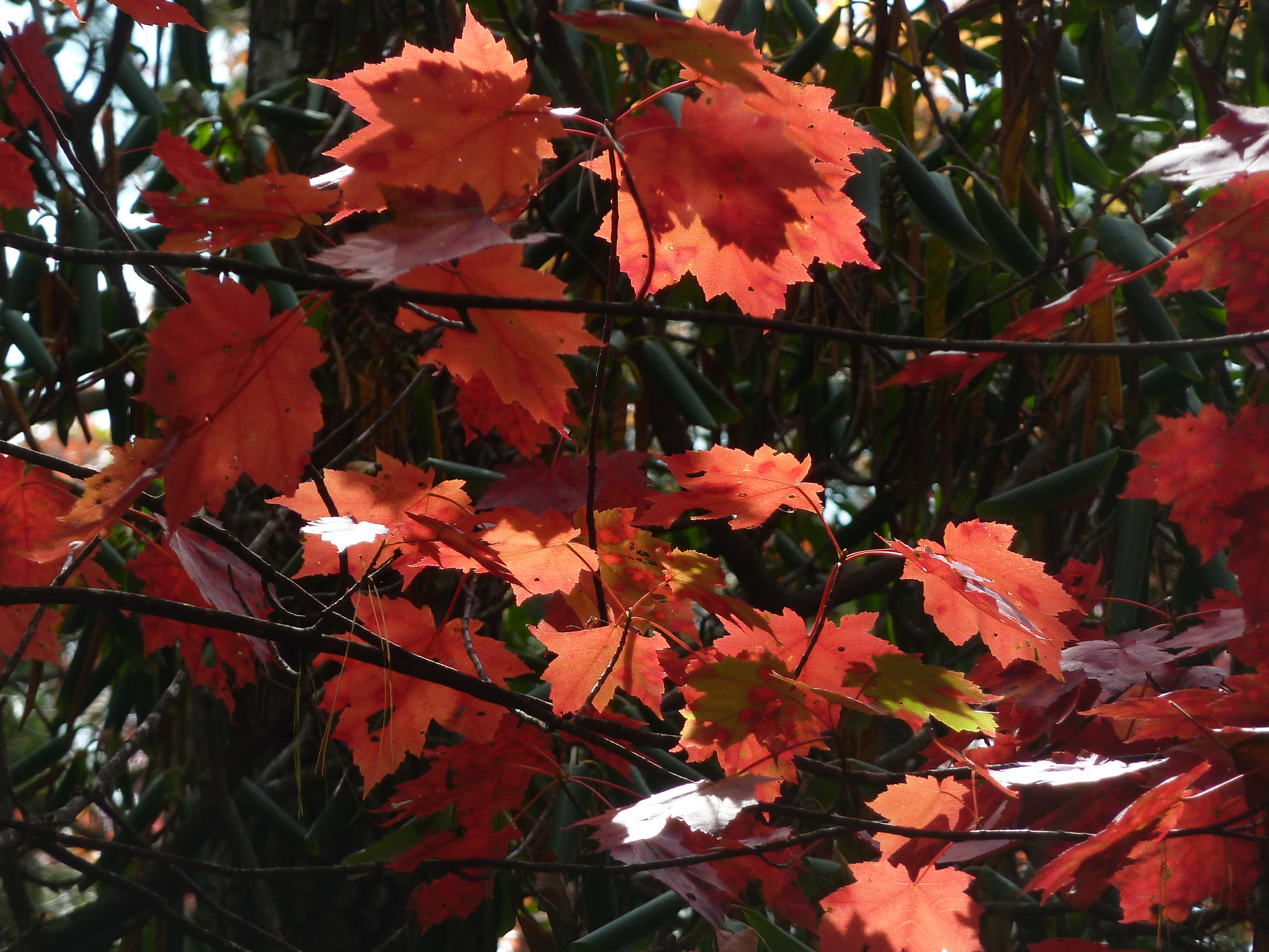 Panasonic Lumix DMC-ZS5 (Lumix DMC-TZ8) sample photo. The tree in october photography