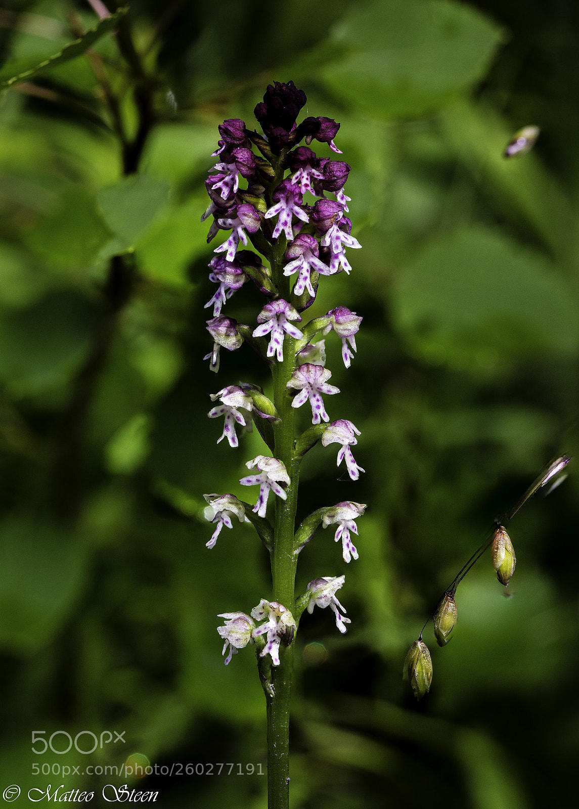 Canon EOS 6D sample photo. Orchis purpurea photography