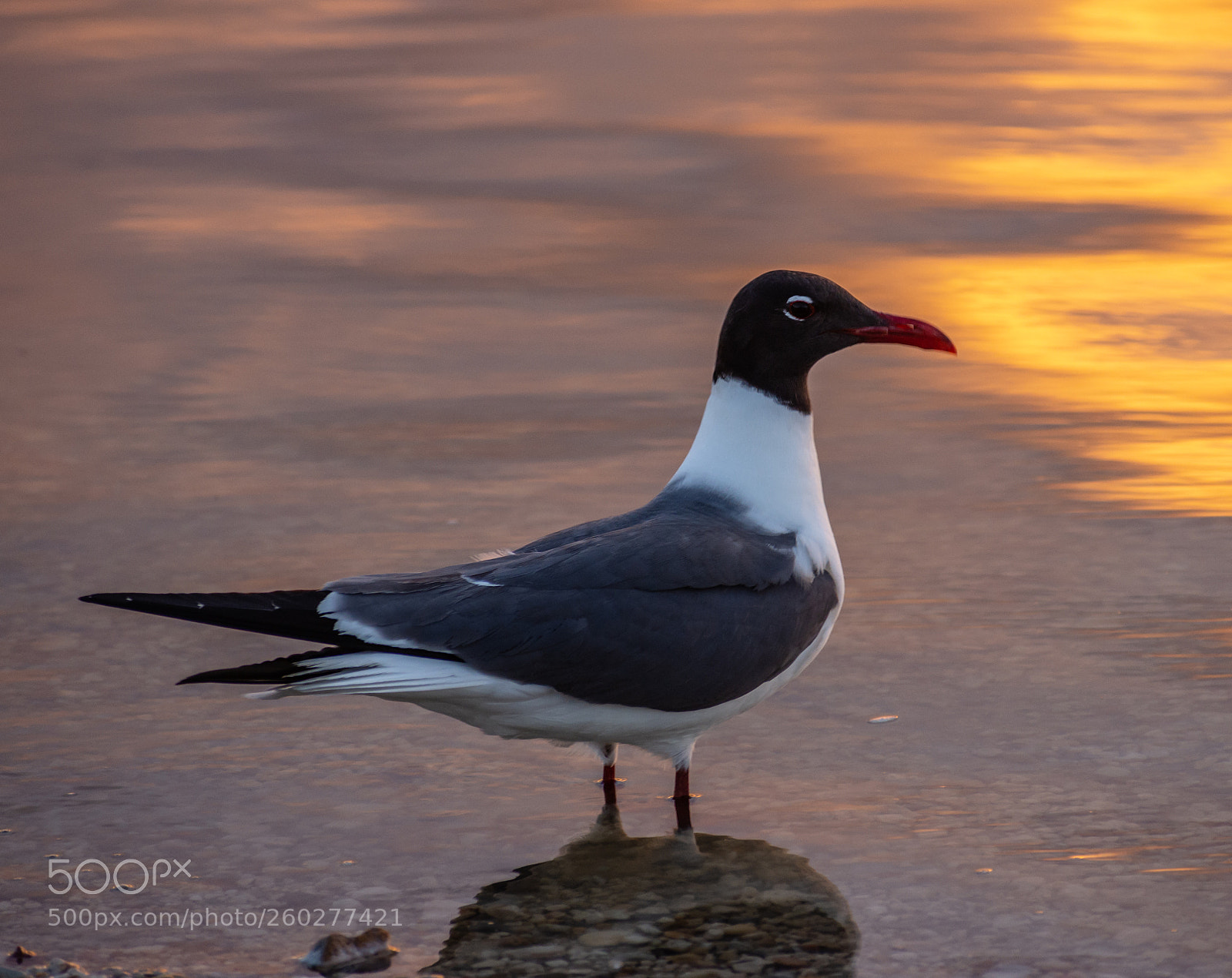Nikon D7200 sample photo. Laughing gull photography