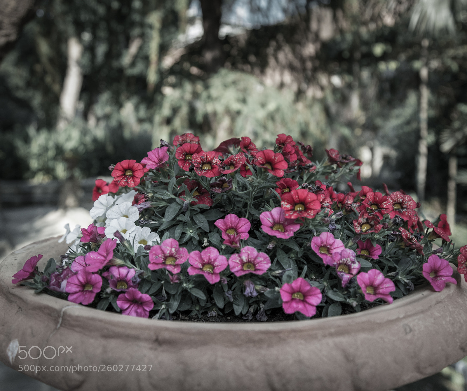 Nikon D750 sample photo. Catania, botanical garden photography