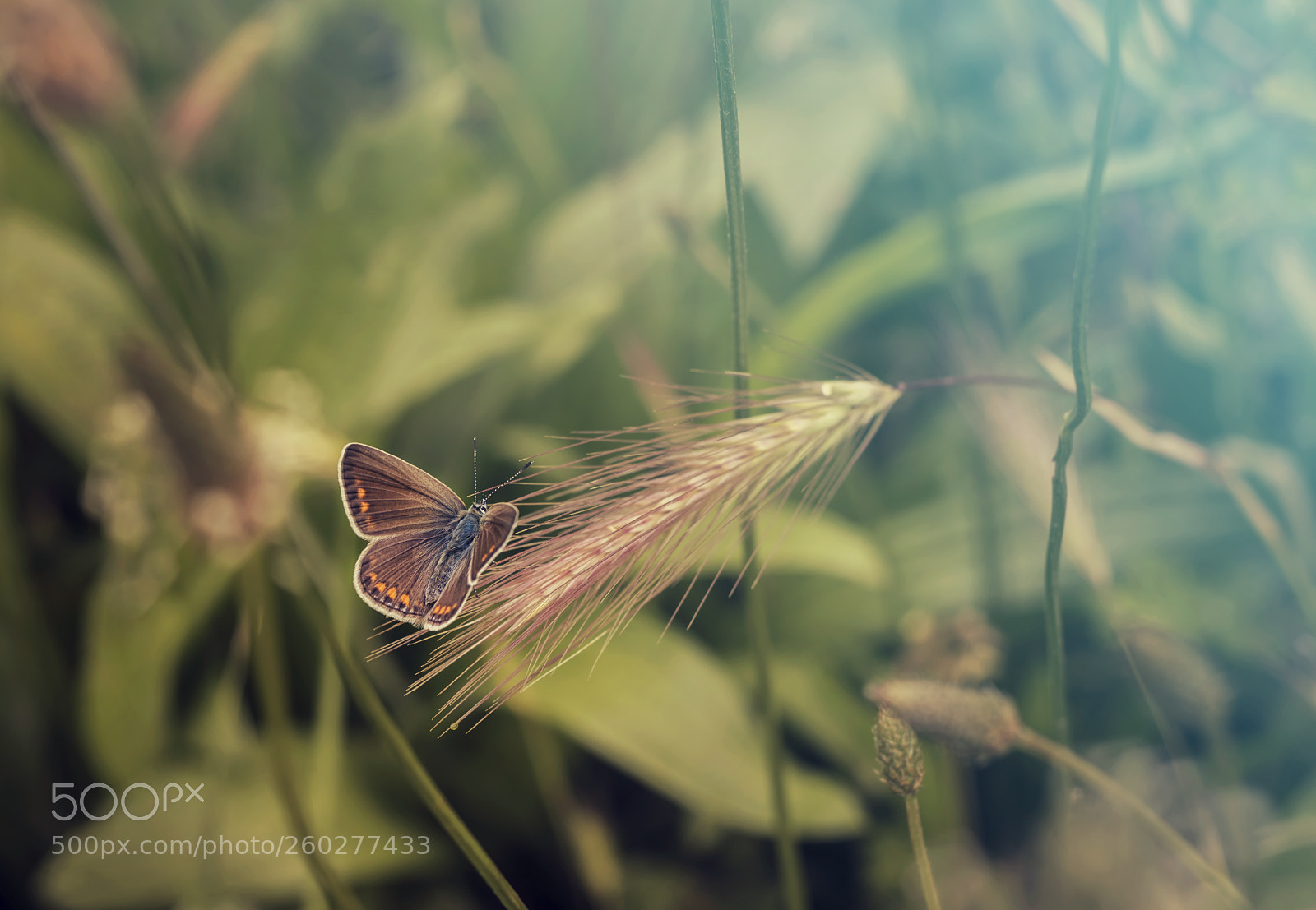 Canon EOS 6D Mark II sample photo. Grass photography