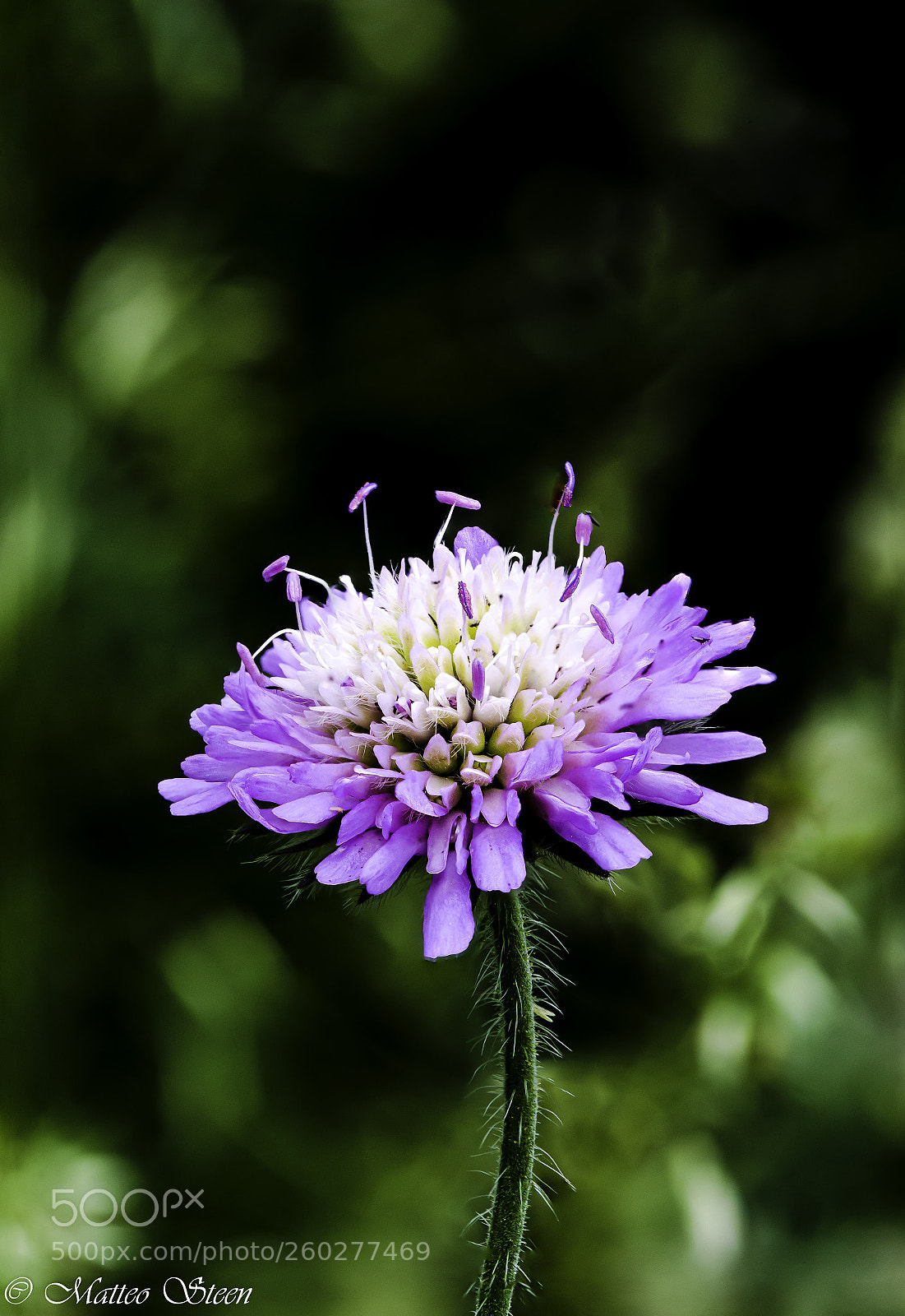Canon EOS 6D sample photo. Scabiosa lucida photography