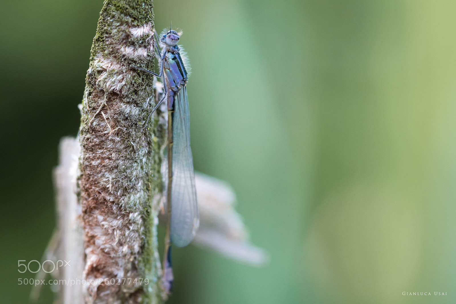 Canon EOS 80D sample photo. Tiny dragonfly photography