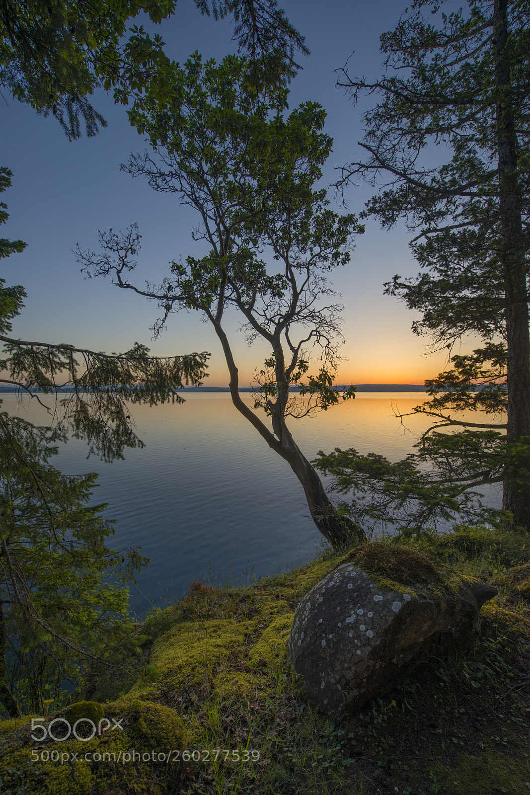 Nikon D800 sample photo. Arbutus tree at sunrise photography