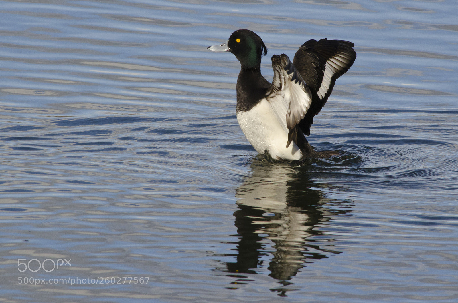 Nikon D7000 sample photo. Tufted duck photography