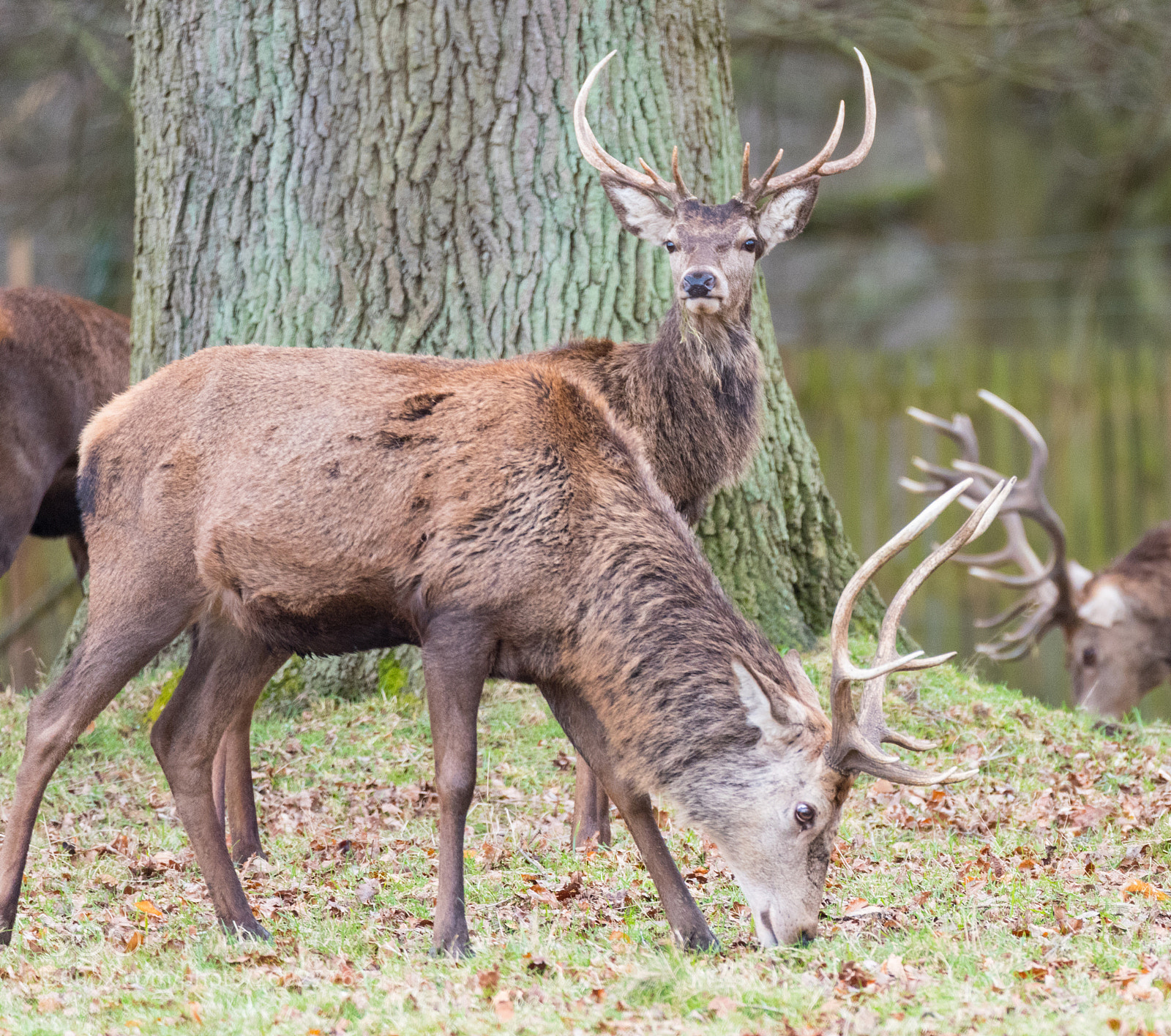Nikon D750 sample photo. Two stags grazing photography