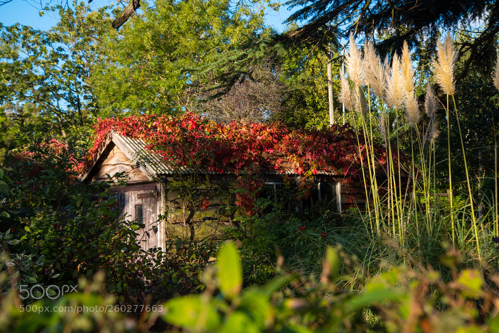 Nikon D750 sample photo. Rusticgarage photography