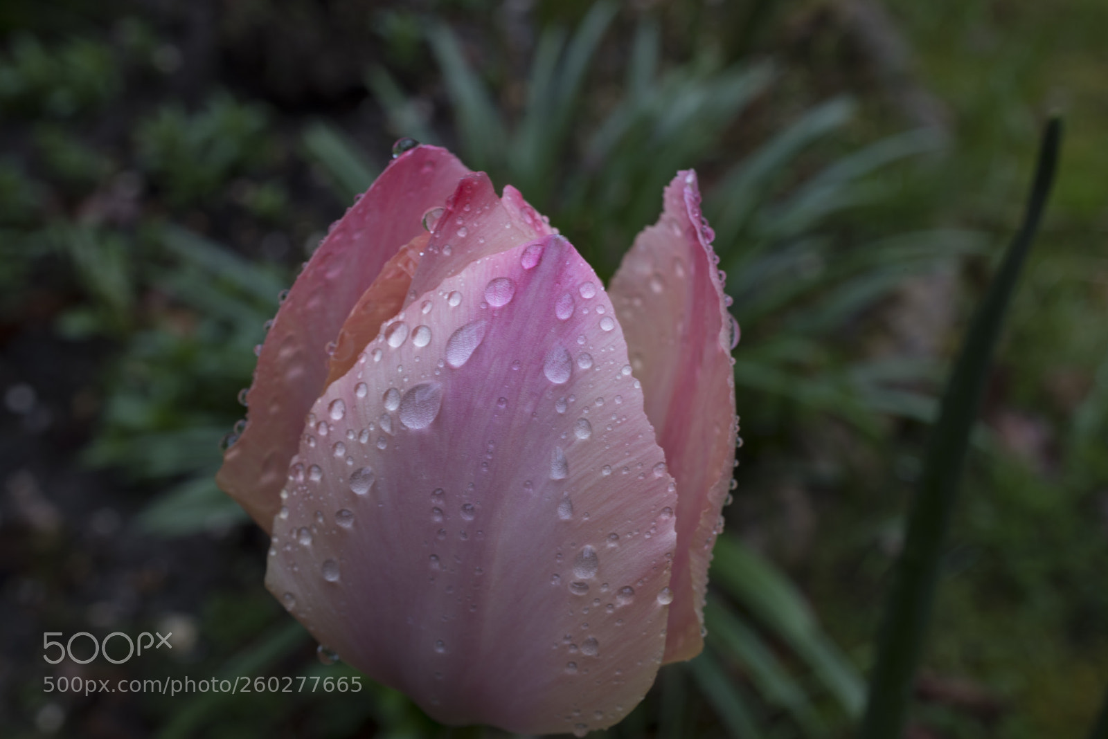 Nikon D750 sample photo. Tulip dsc photography
