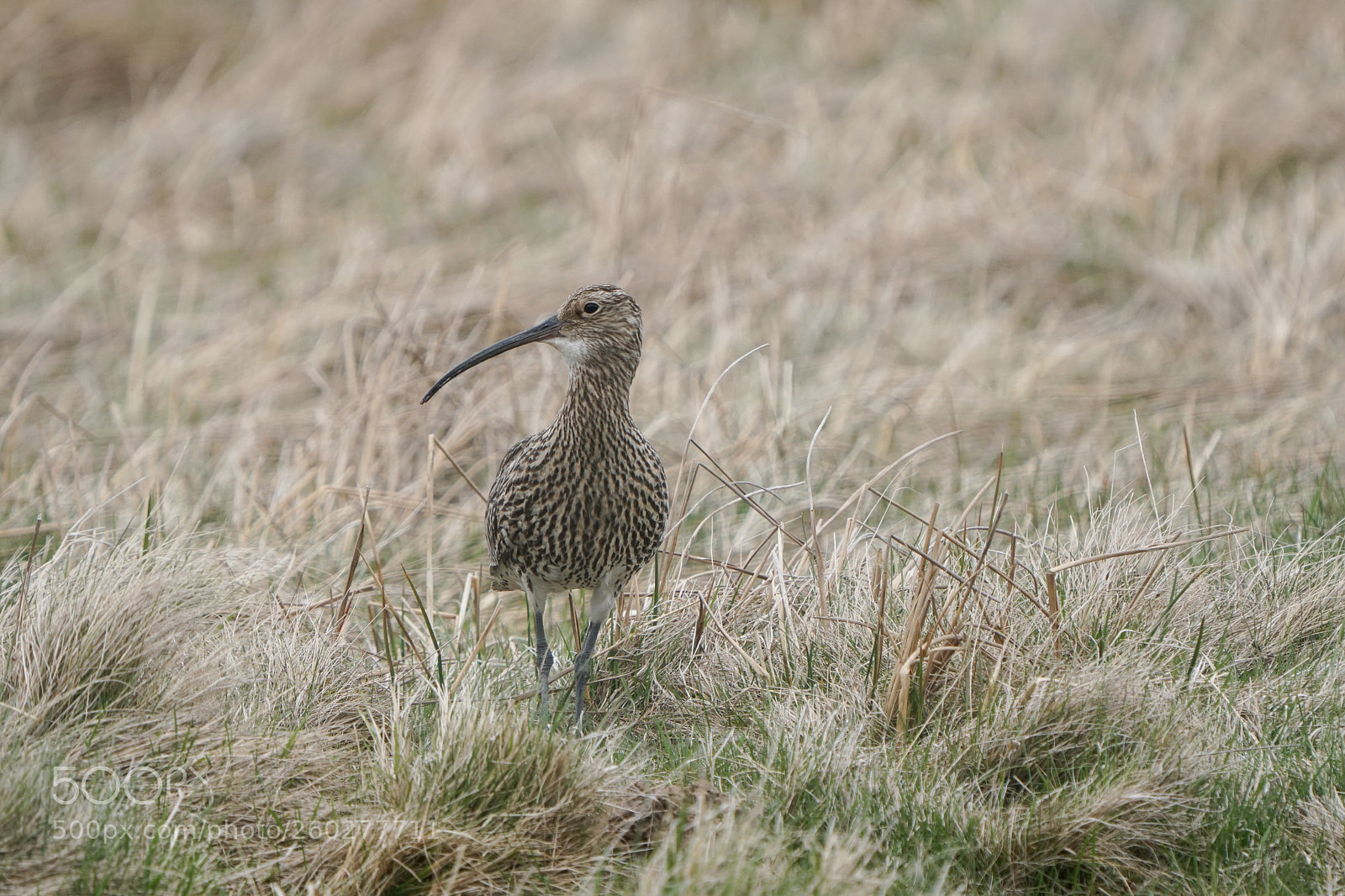 Sony a6500 sample photo. Curlew, wulp, scotland, 2018 photography