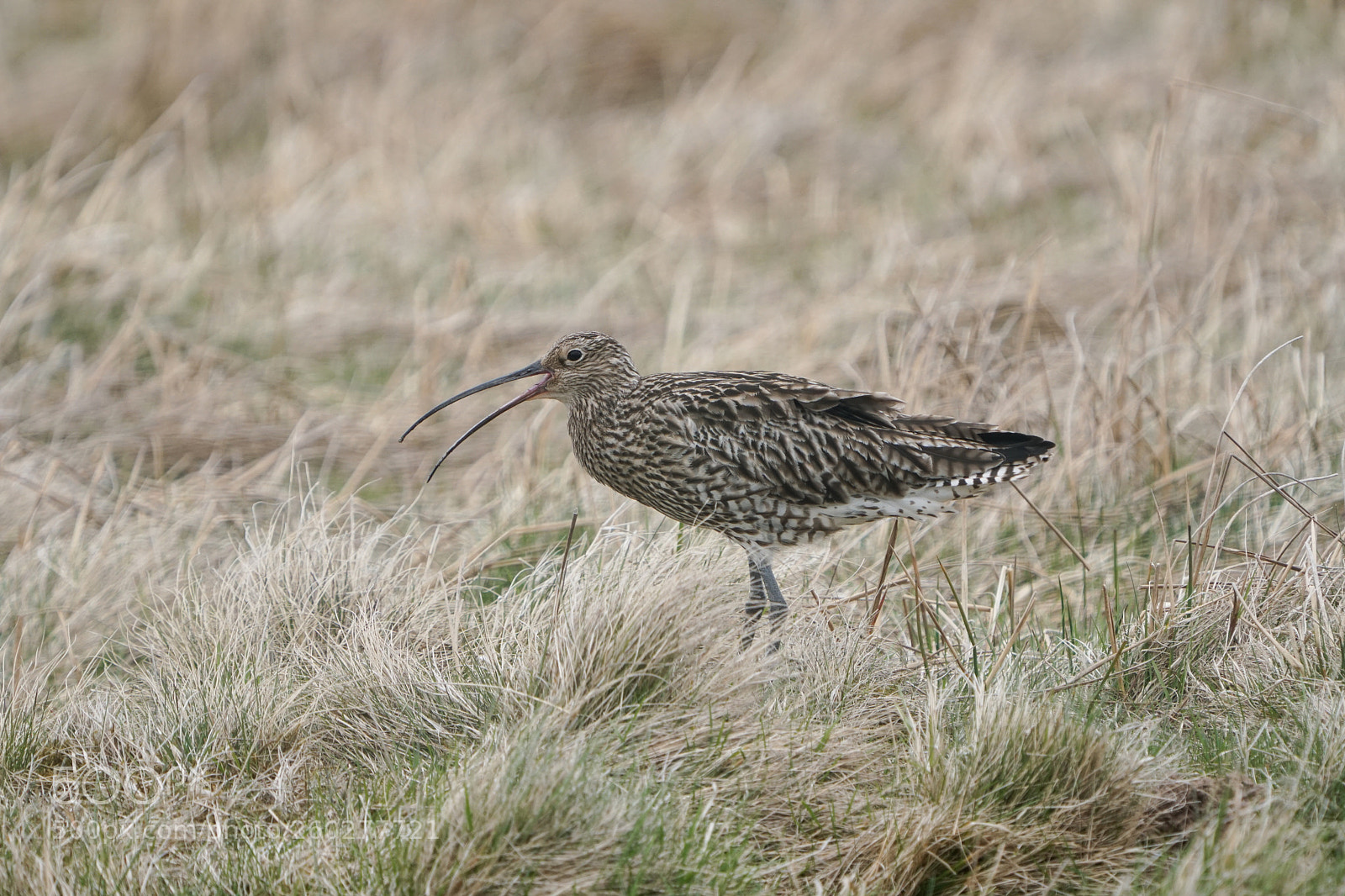 Sony a6500 sample photo. Curlew, wulp, scotland, 2018 photography