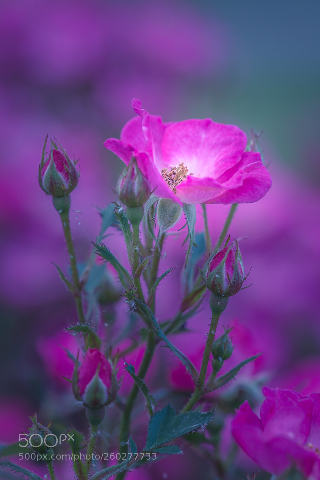 Nikon D800 sample photo. Magic rose photography