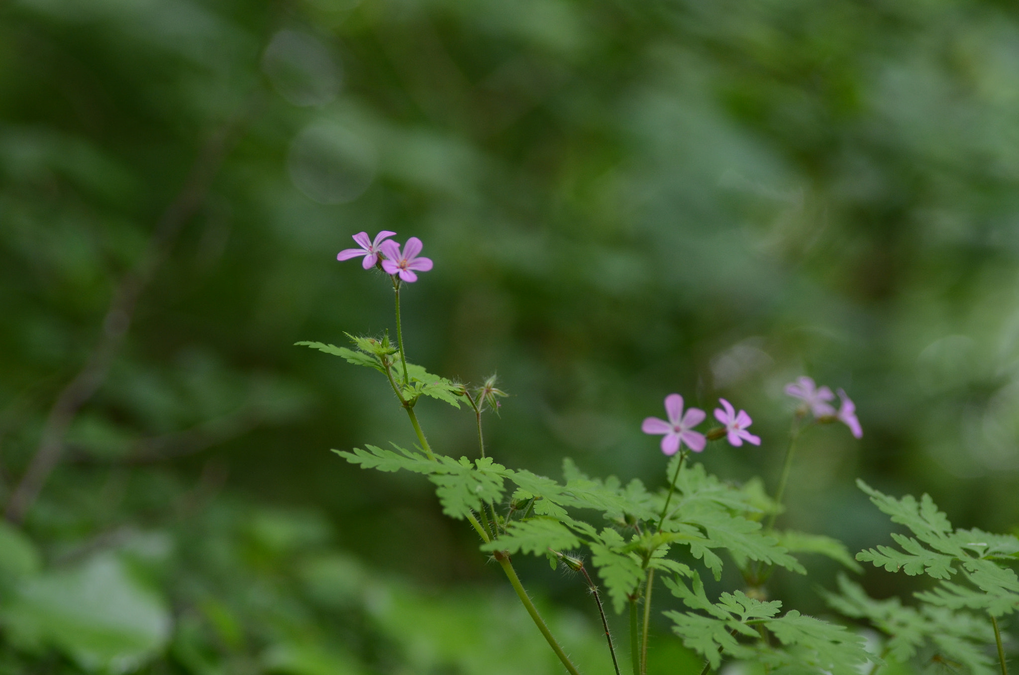 Nikon D7000 sample photo. Geranium robertianum photography
