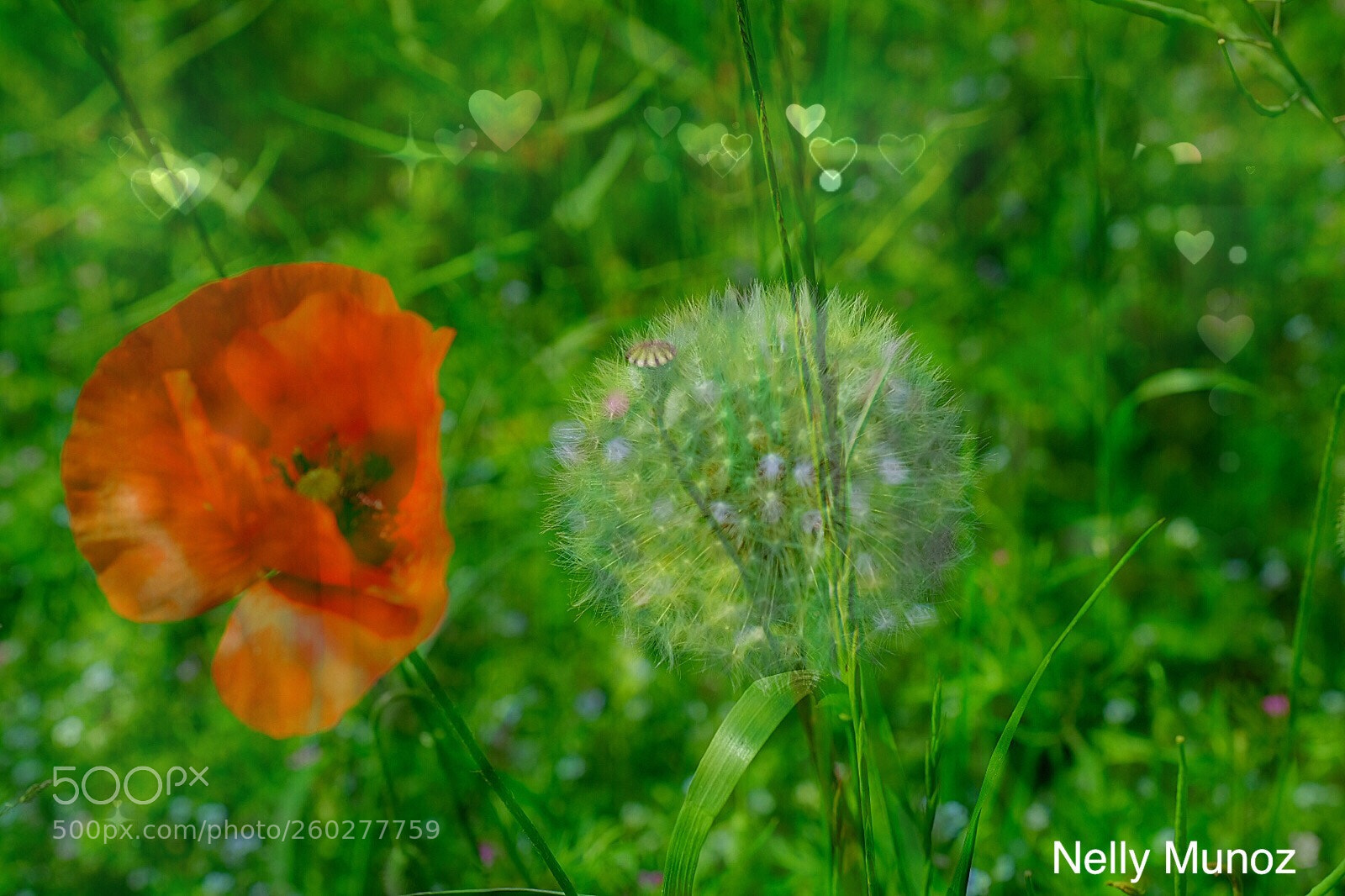 Fujifilm X-T2 sample photo. Nos miramos ?  photography