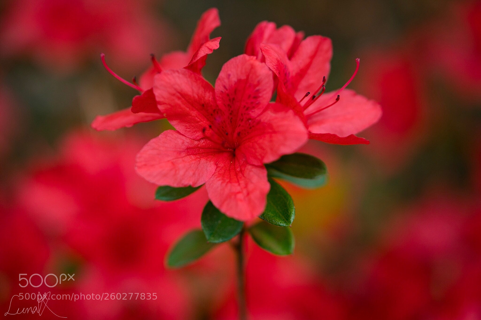 Sony a7R II sample photo. Everything will be alright photography