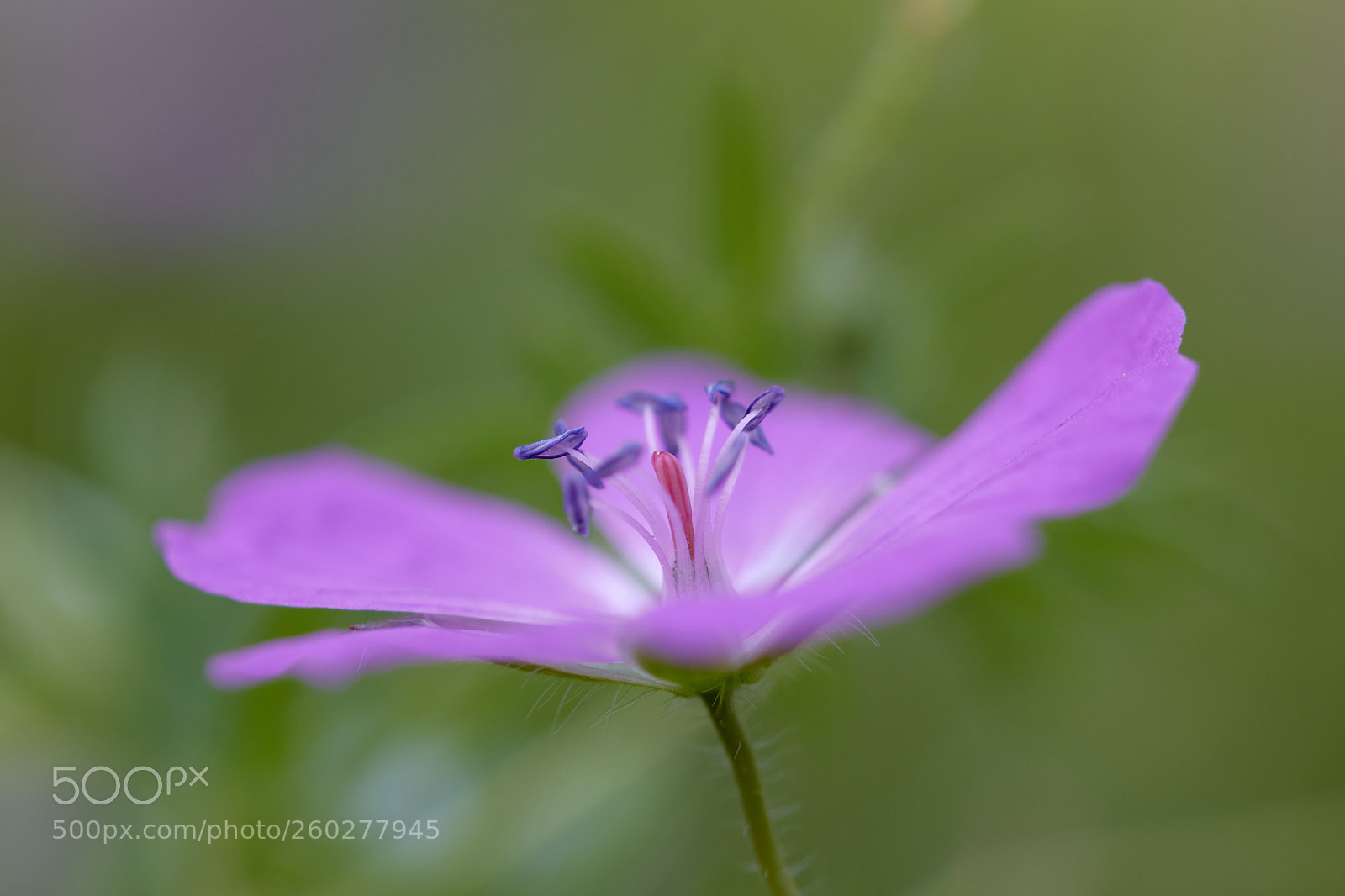 Canon EOS 70D sample photo. Beauté naturelle photography