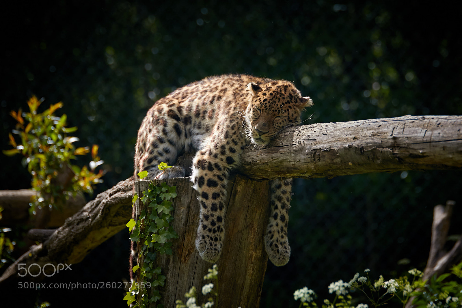 Canon EOS 70D sample photo. Panth re de l photography