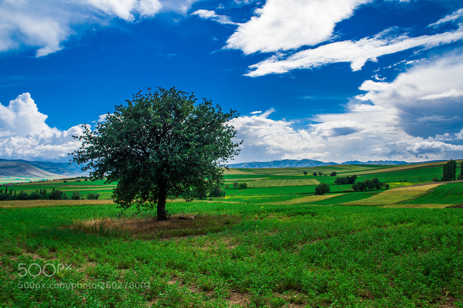 Canon EOS 600D (Rebel EOS T3i / EOS Kiss X5) sample photo. The lone tree photography