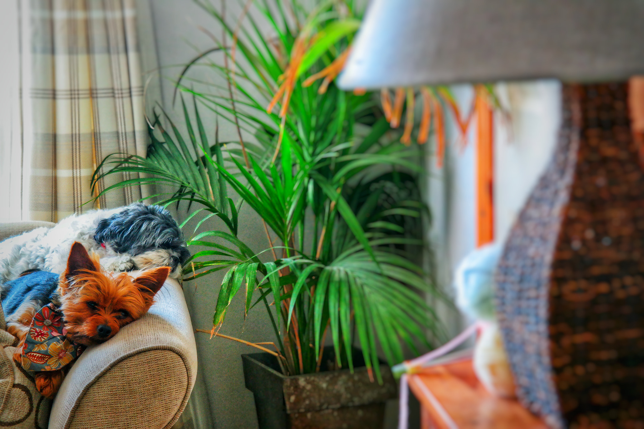 Samsung NX30 sample photo. Wee angus photography
