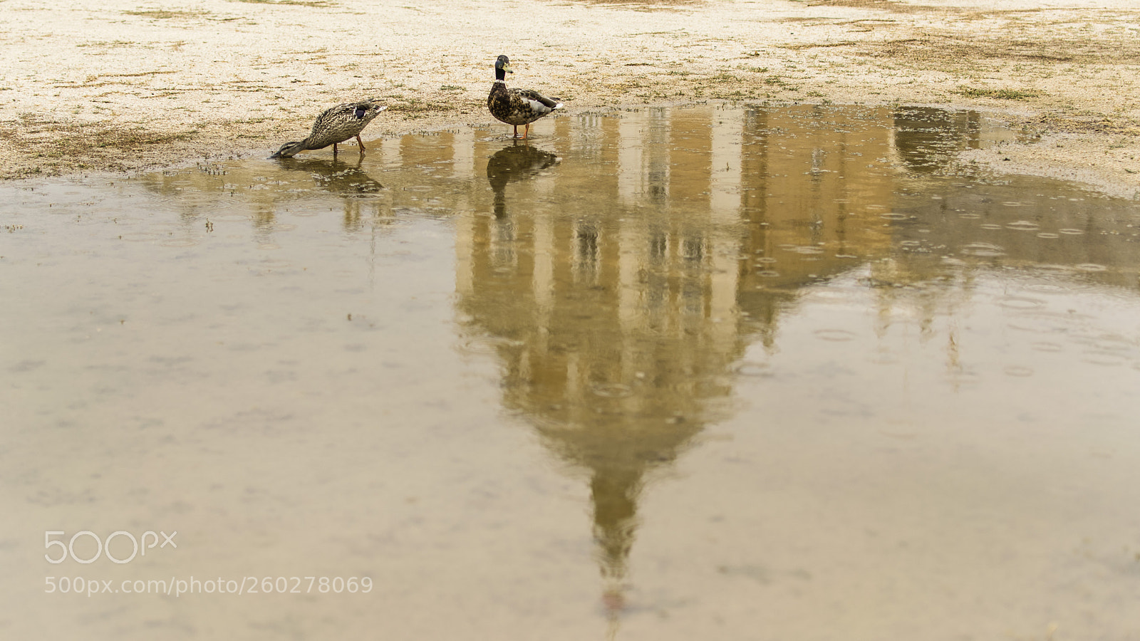 Nikon D5300 sample photo. Patos en palacio... ducks photography