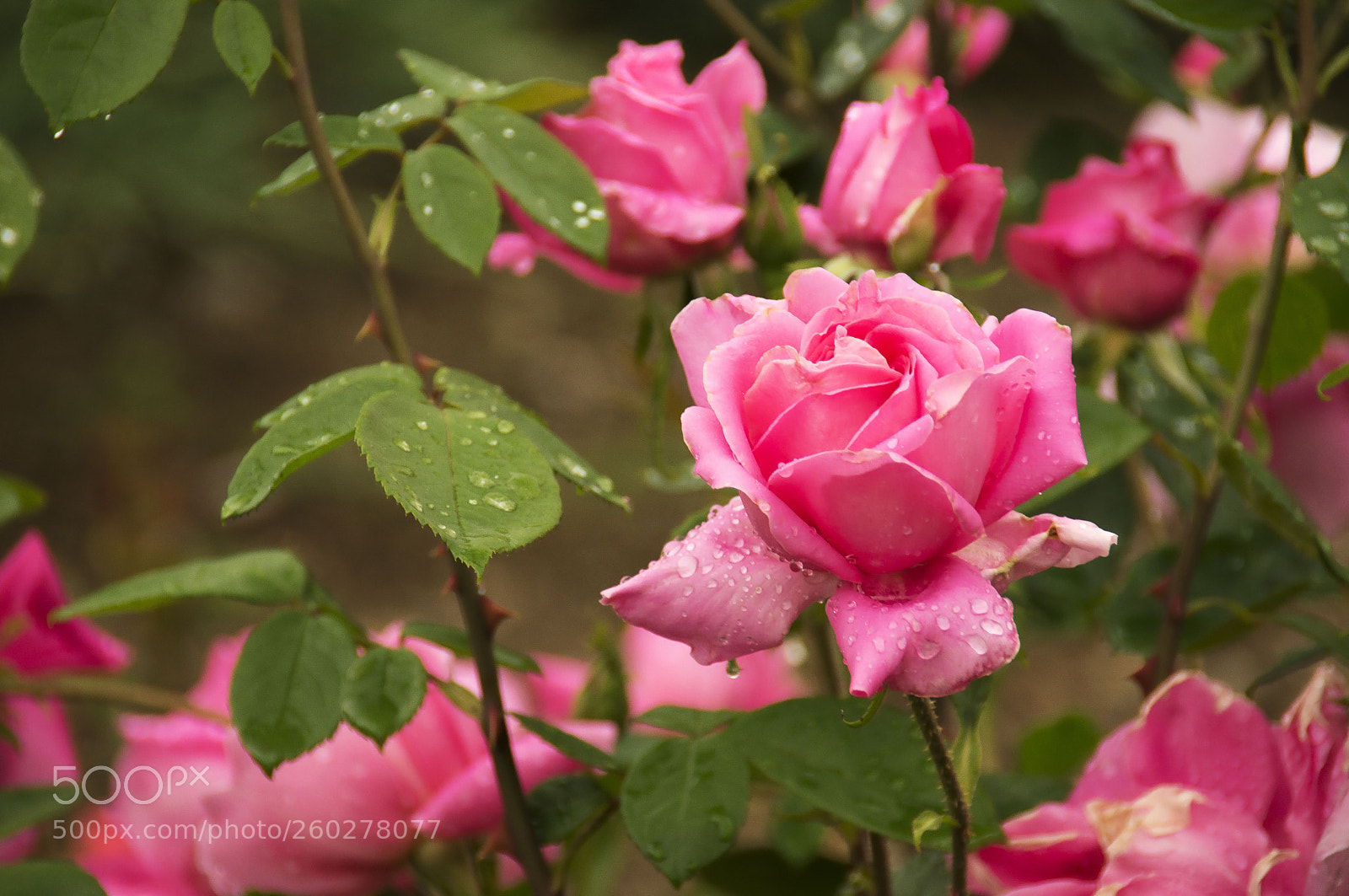 Sony SLT-A55 (SLT-A55V) sample photo. Розы в саду photography