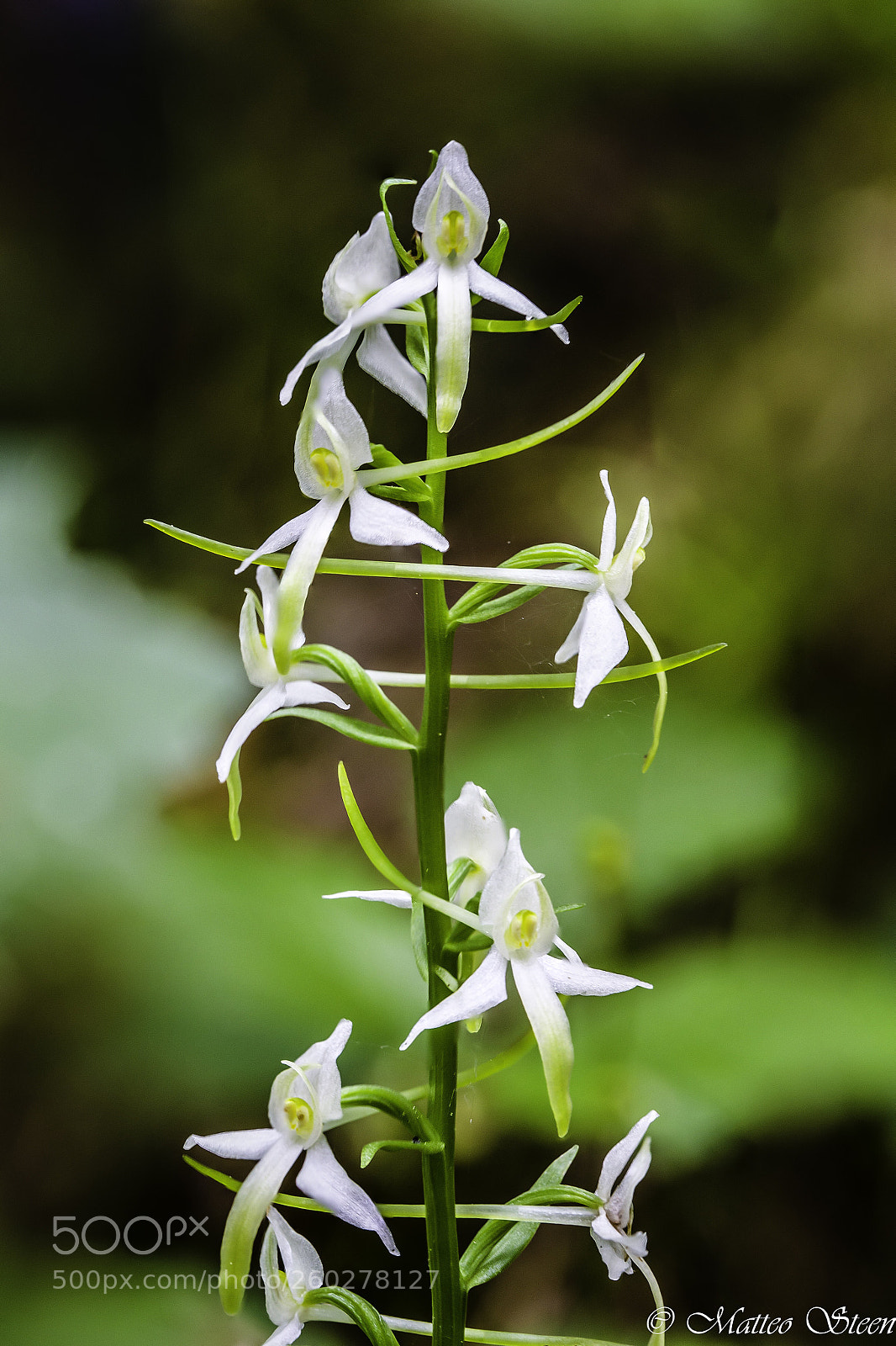Canon EOS 6D sample photo. Palanthera bifolia photography