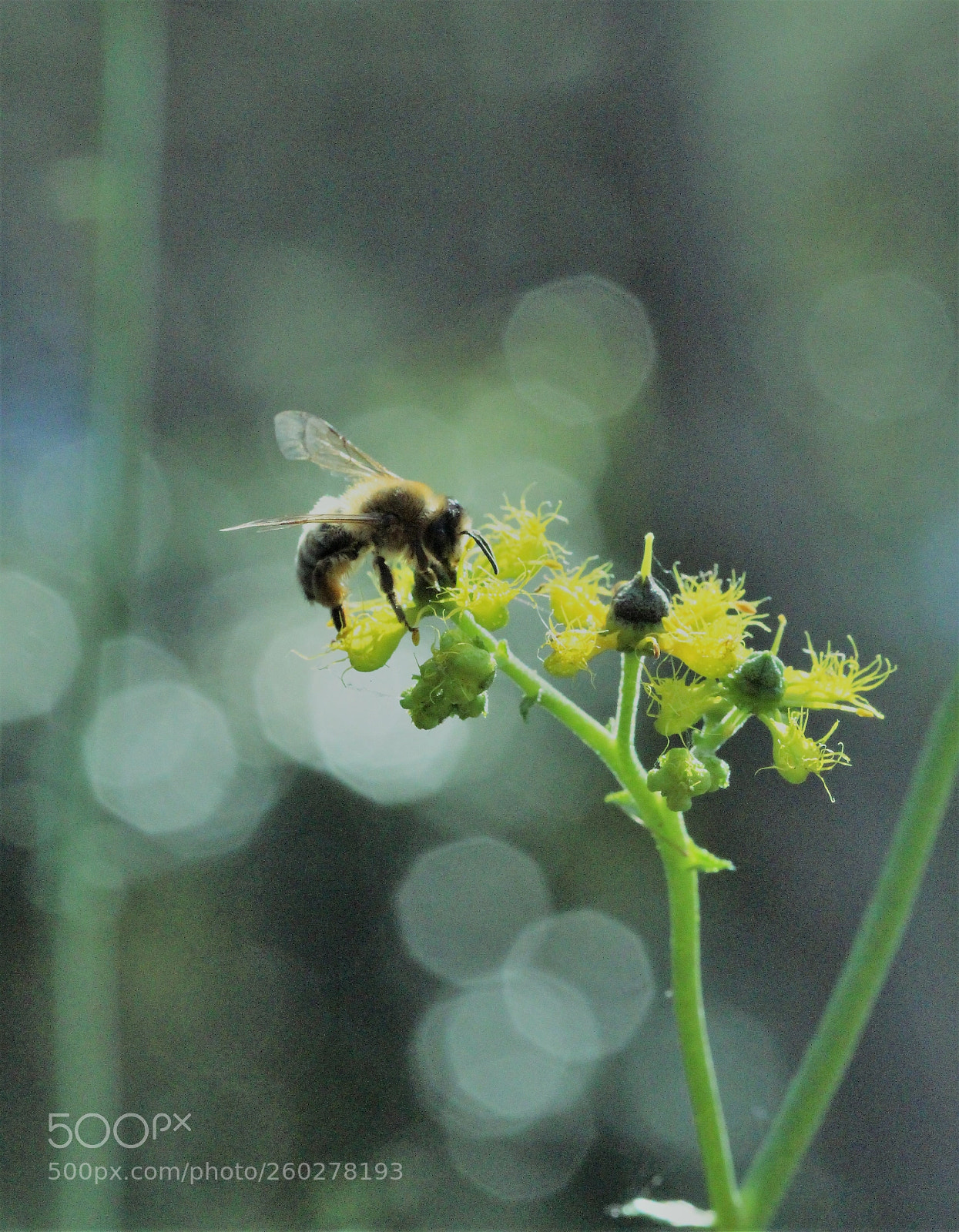 Canon EOS 700D (EOS Rebel T5i / EOS Kiss X7i) sample photo. Let life goes on... photography