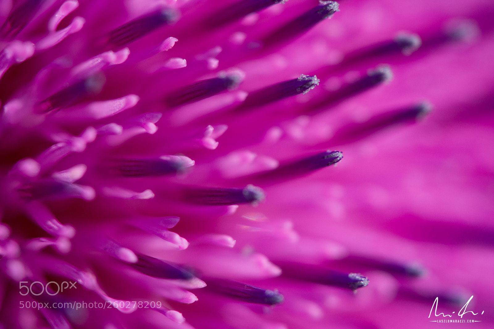 Nikon D7200 sample photo. Magenta flower photography