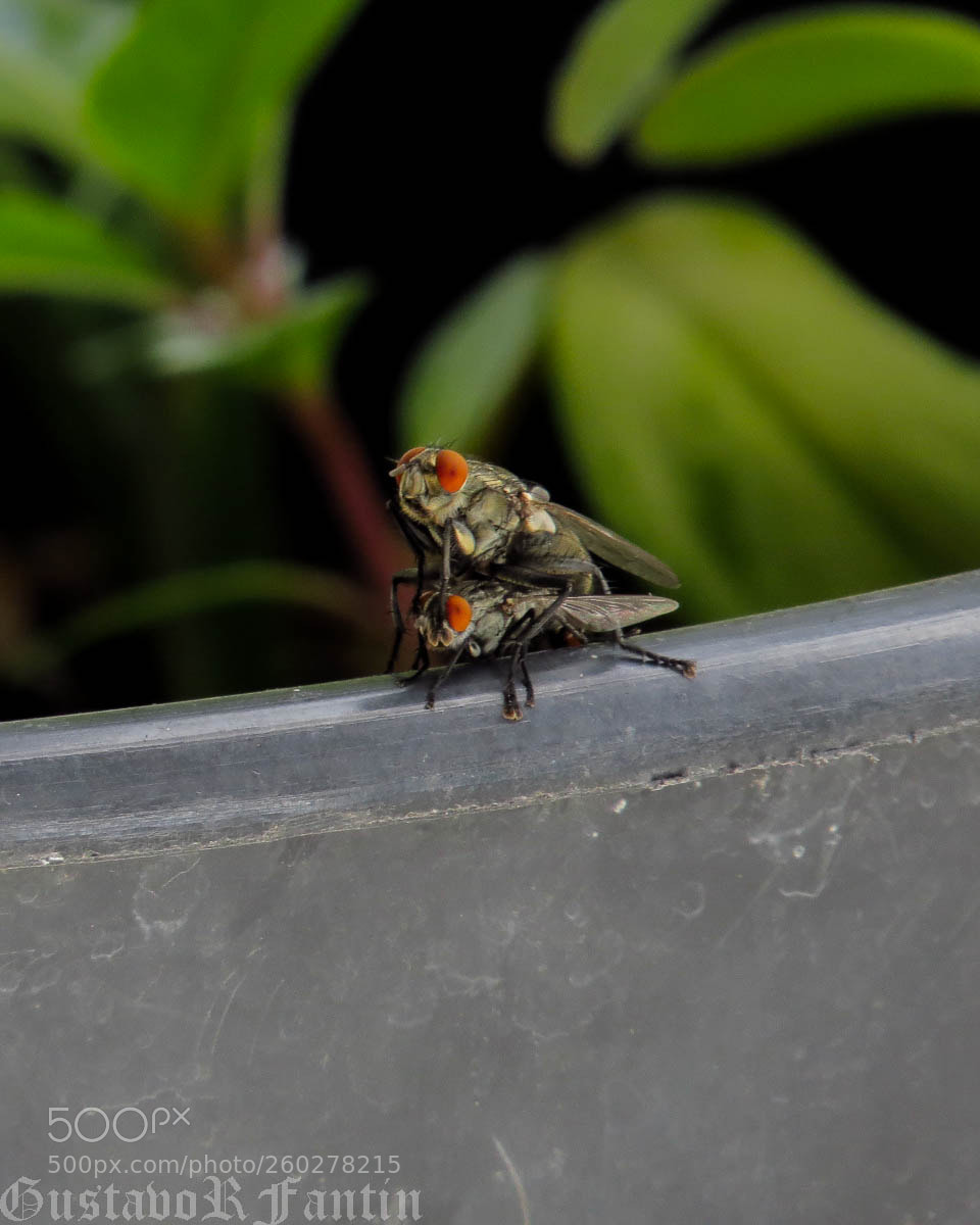 Canon PowerShot SX50 HS sample photo. Moscas censuradas photography