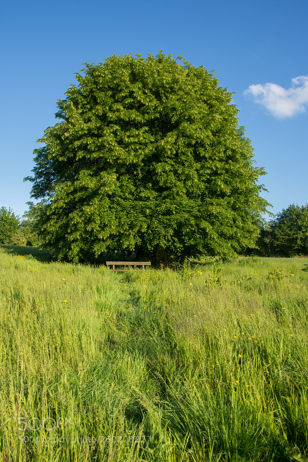 Nikon D7200 sample photo. Rania's tree photography