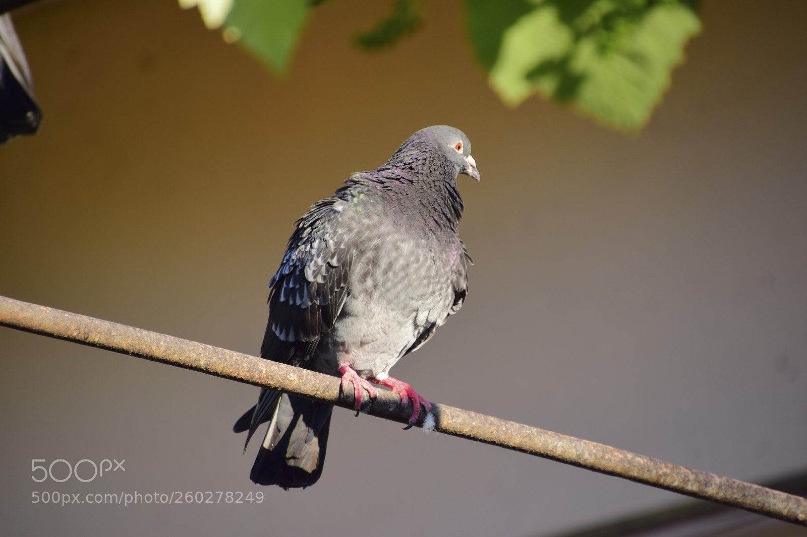 Nikon D5300 sample photo. The pigeon photography