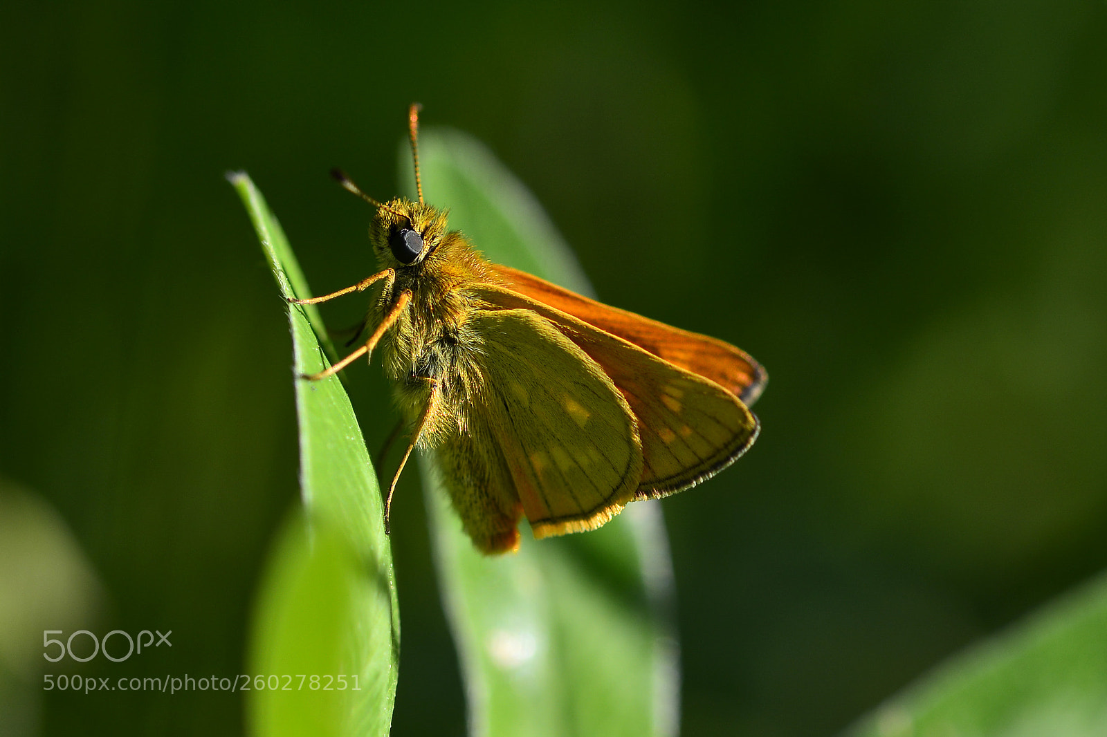 Nikon D800 sample photo. Large skipper photography
