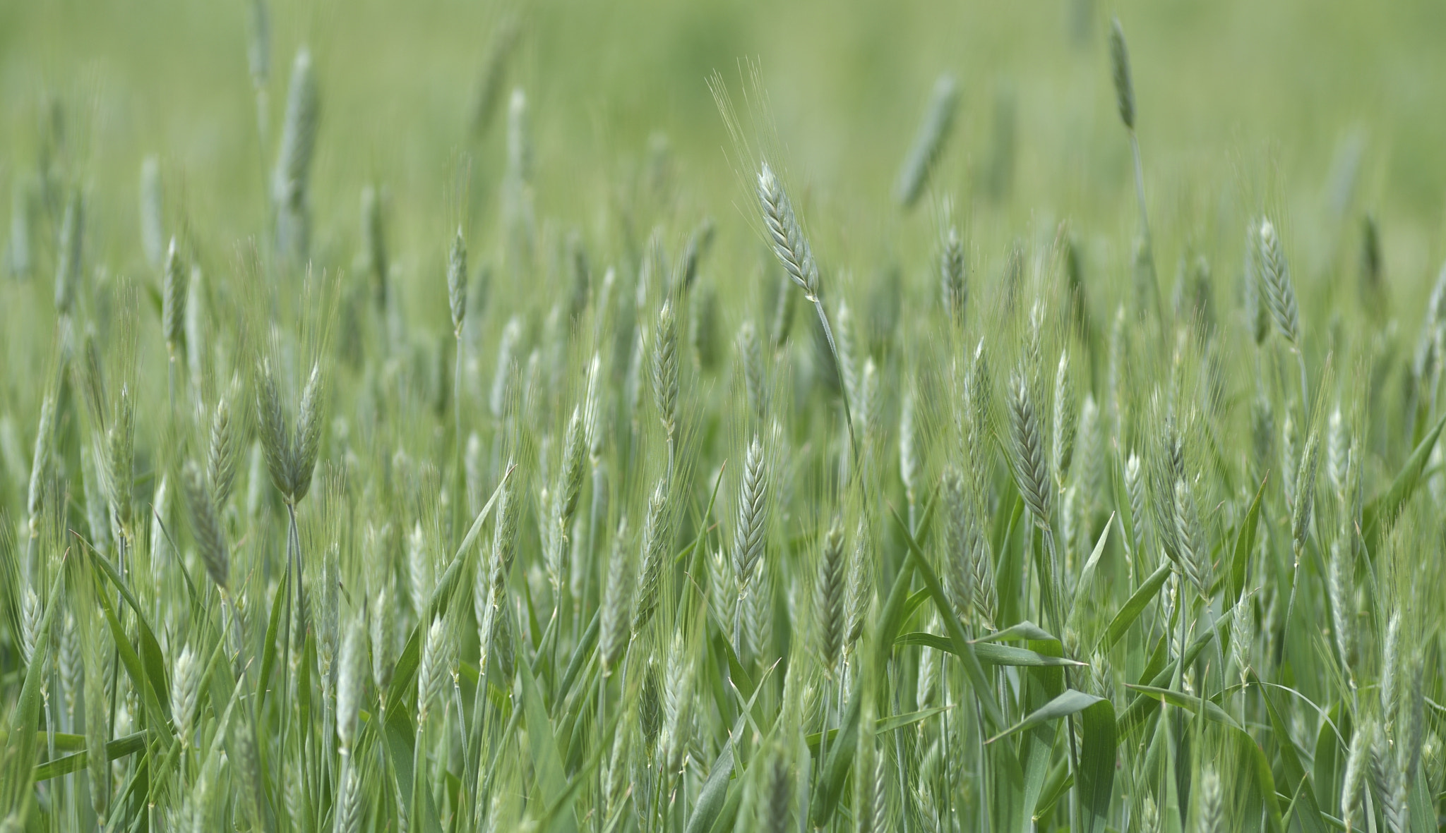 Nikon D500 sample photo. Fields of wheat ... barn of the times photography